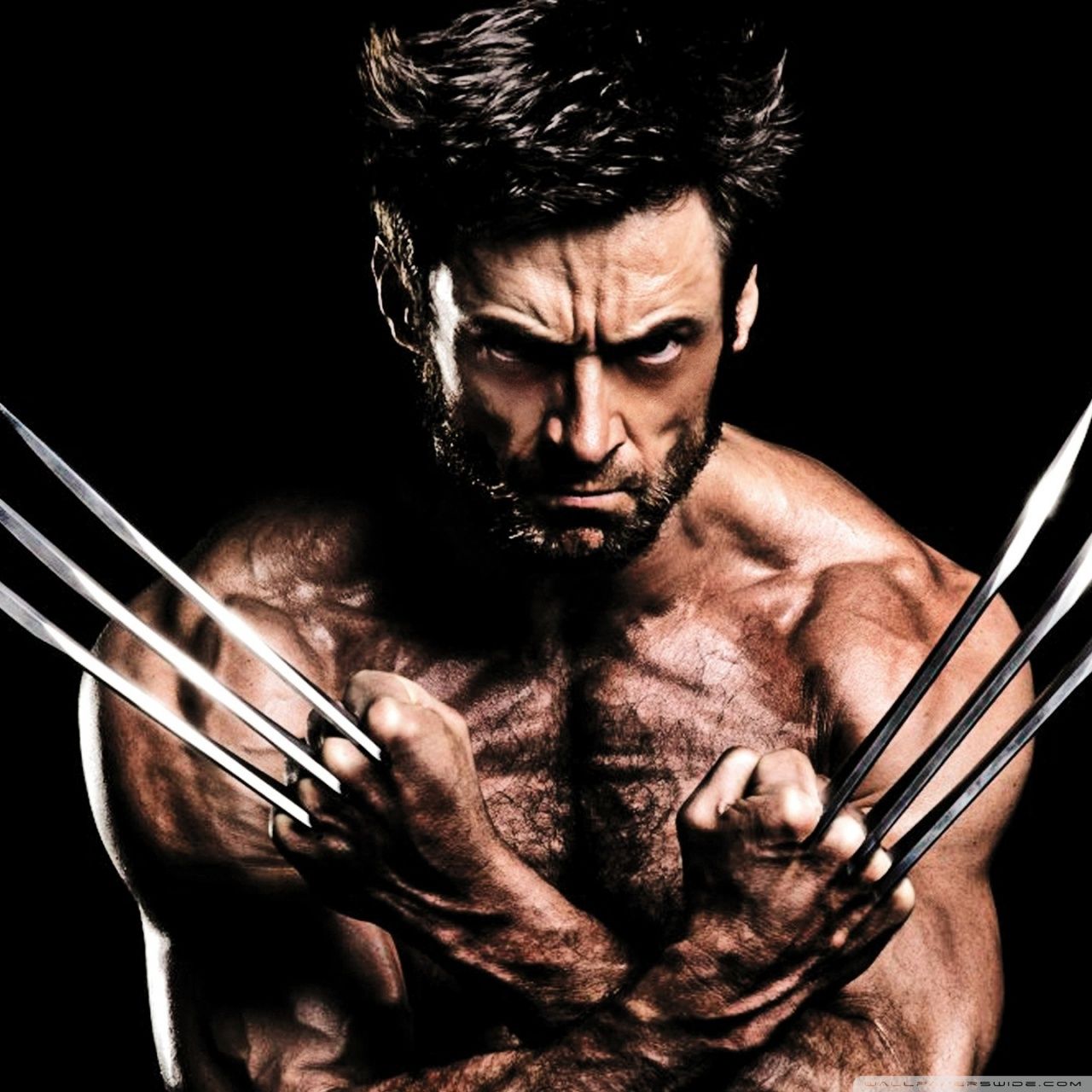 Wolverine artigli sfondo nero, 1280x1280 HD, Desktop