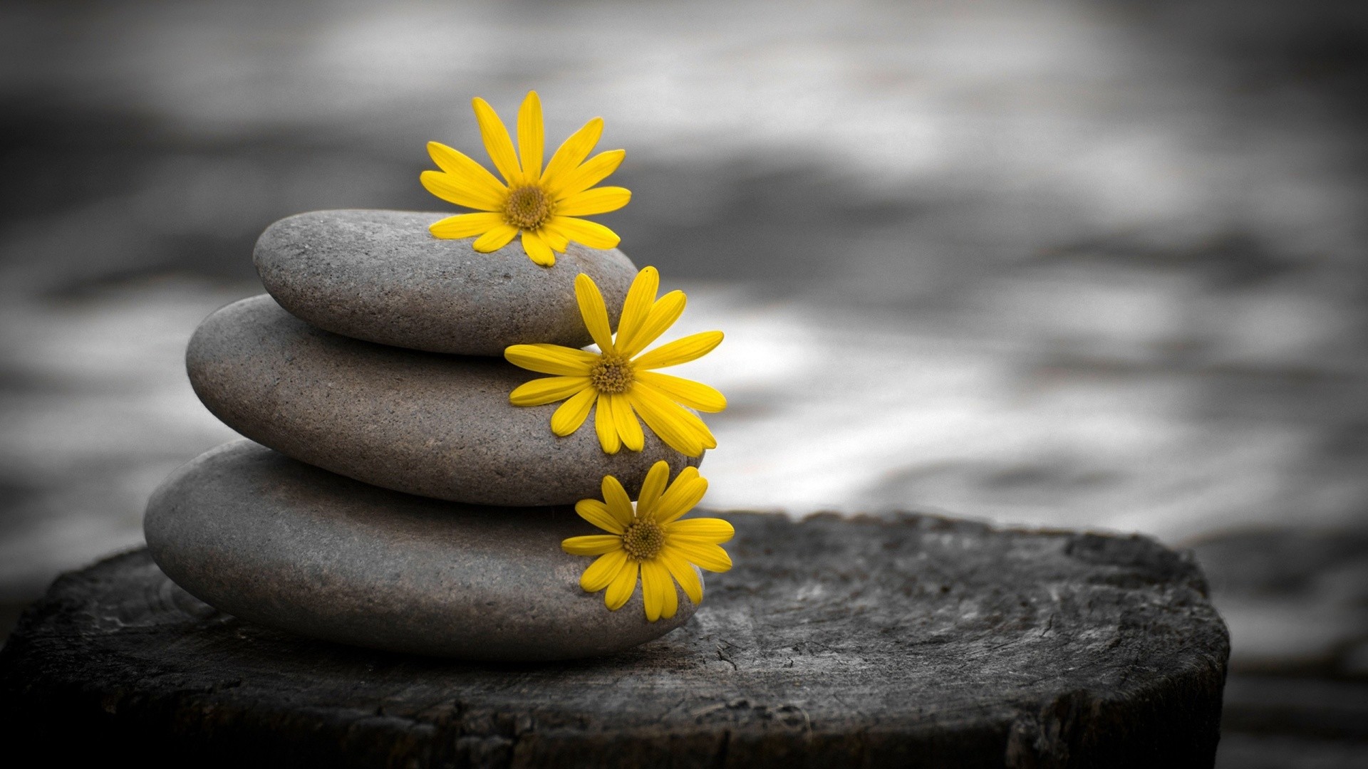 Pietre zen con fiori gialli, 1920x1080 Full HD, Desktop