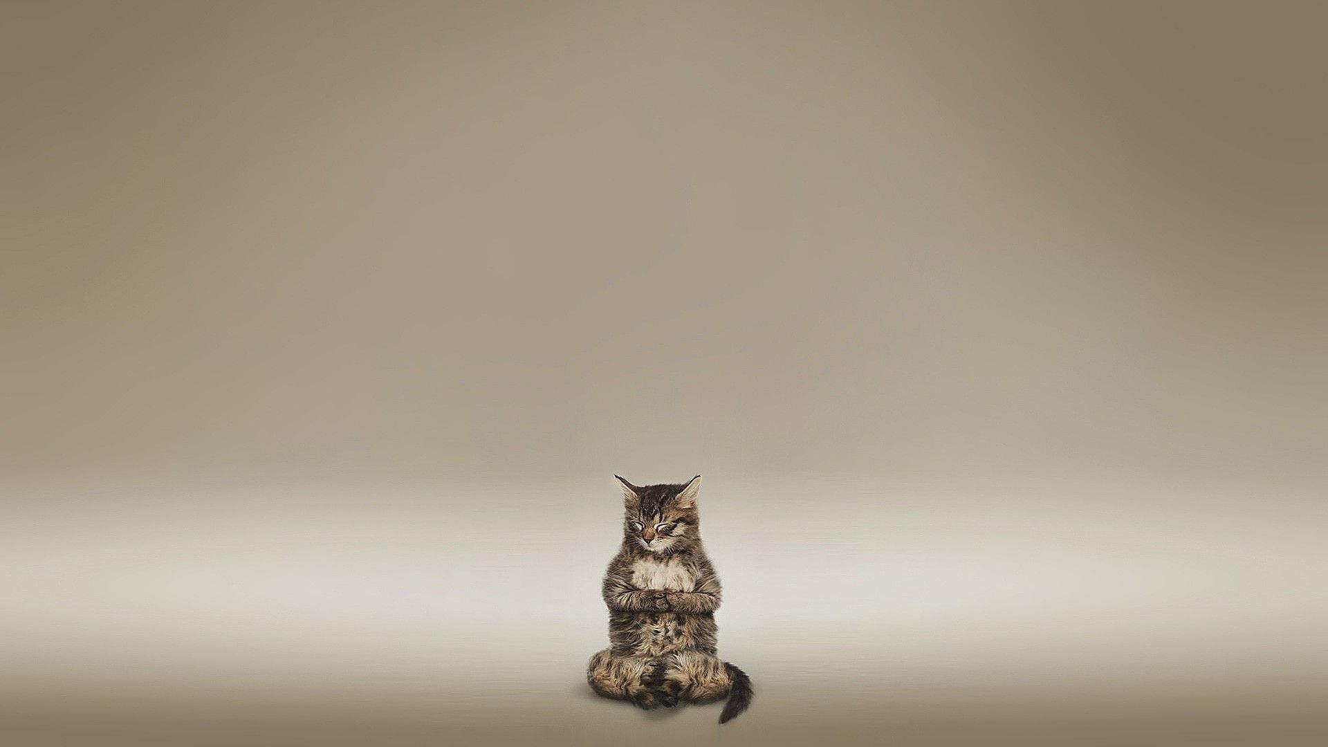 Gatto seduto in meditazione, 1920x1080 1080p, Desktop