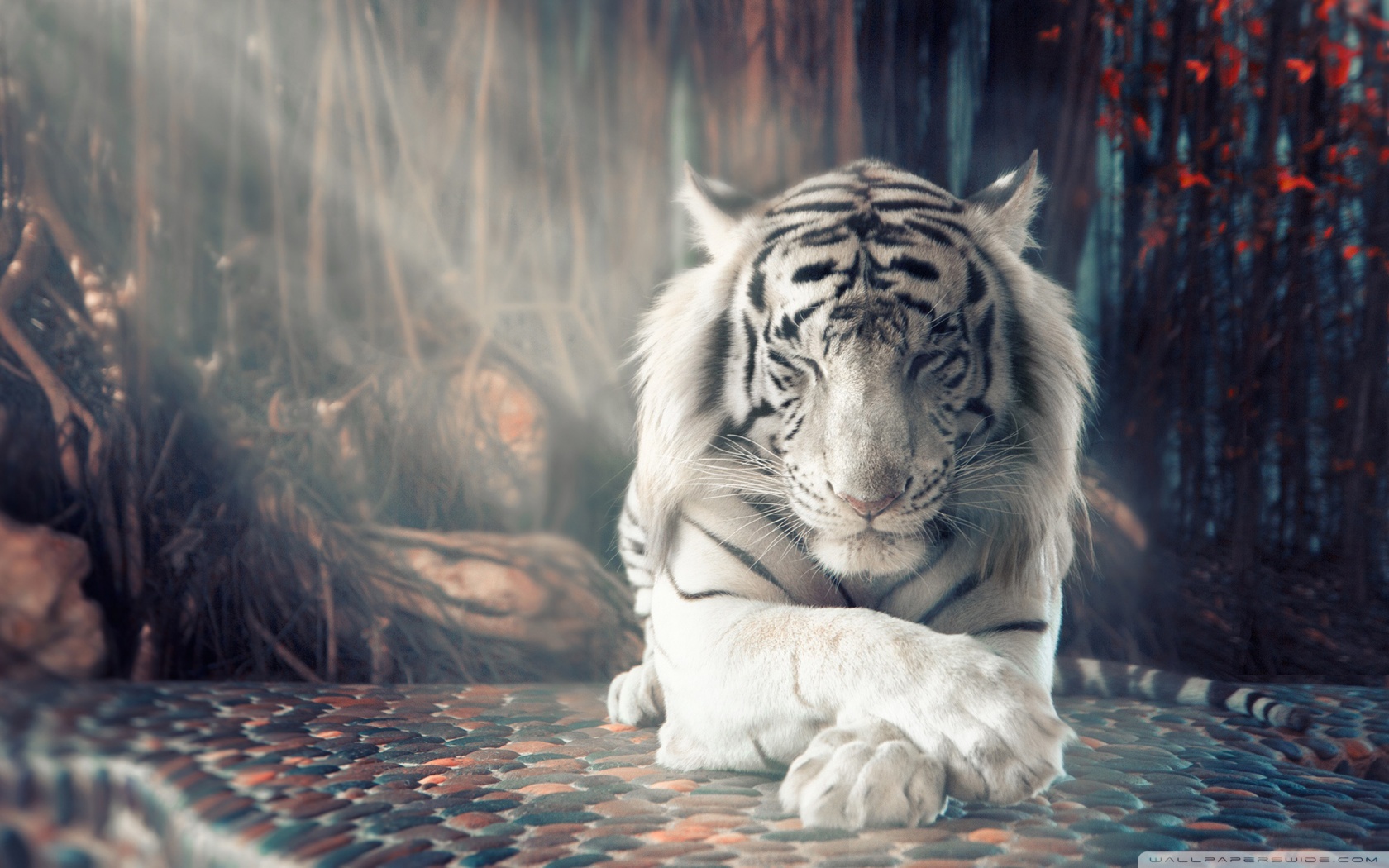 Tigre bianca sdraiata foresta, 1680x1050 HD, Desktop
