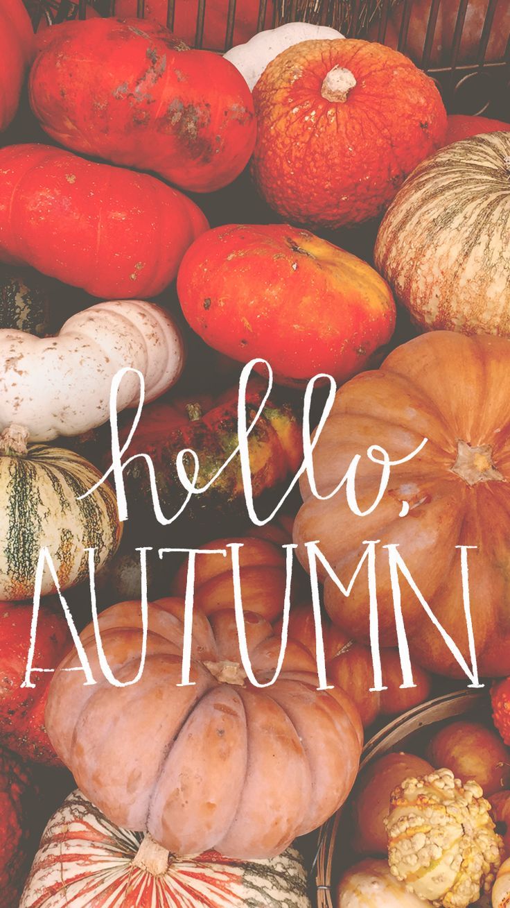Zucche autunnali con scritta hello autumn, 736x1309 Verticale, Mobile