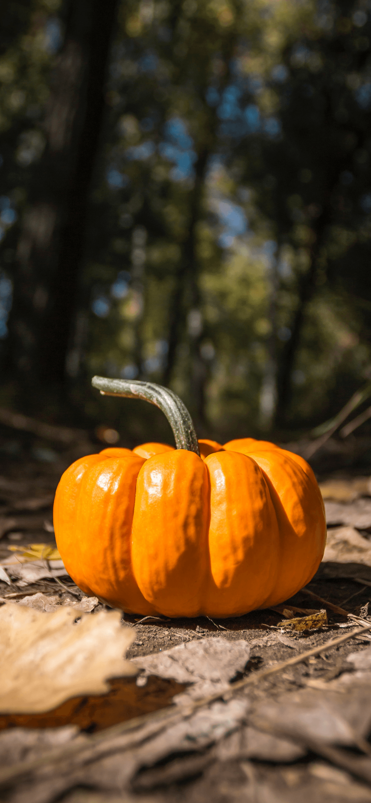 Zucca arancione nel bosco, 1242x2688 Verticale, Mobile