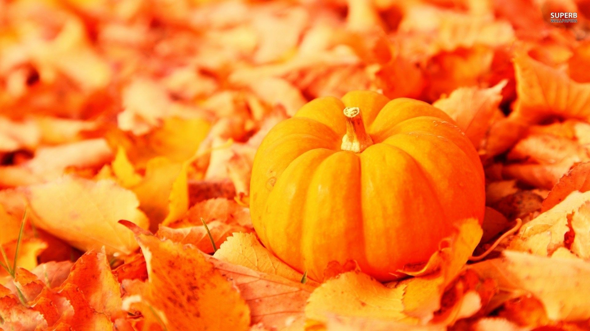 Zucca arancione tra foglie autunnali, 1920x1080 Full HD 1080p, Laptop