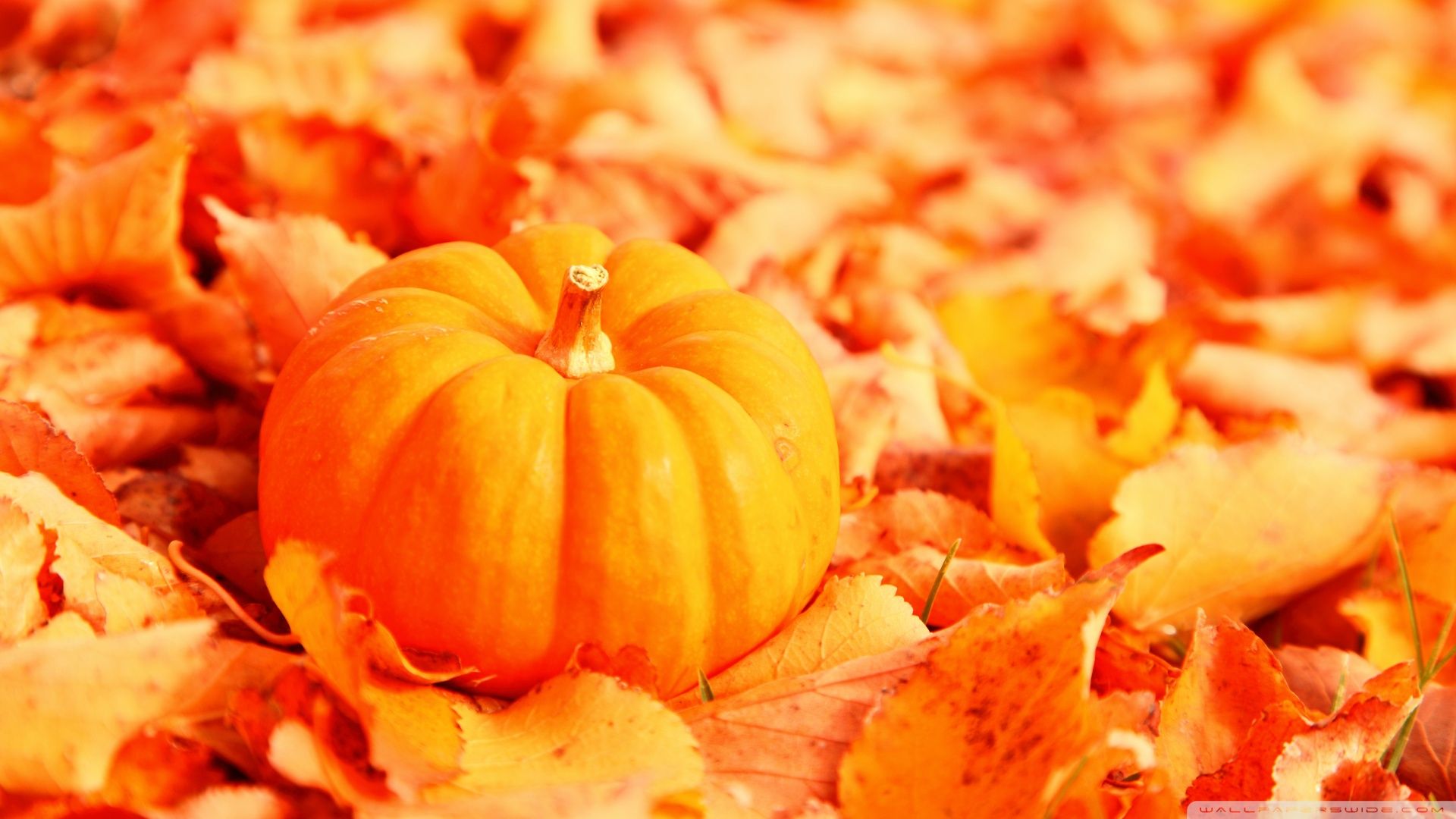 Zucca su foglie autunnali, 1920x1080 Full HD, Desktop