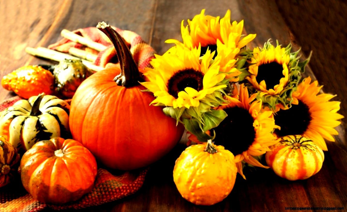 Zucche e girasoli autunnali, 1436x878 720p, MacBook Air