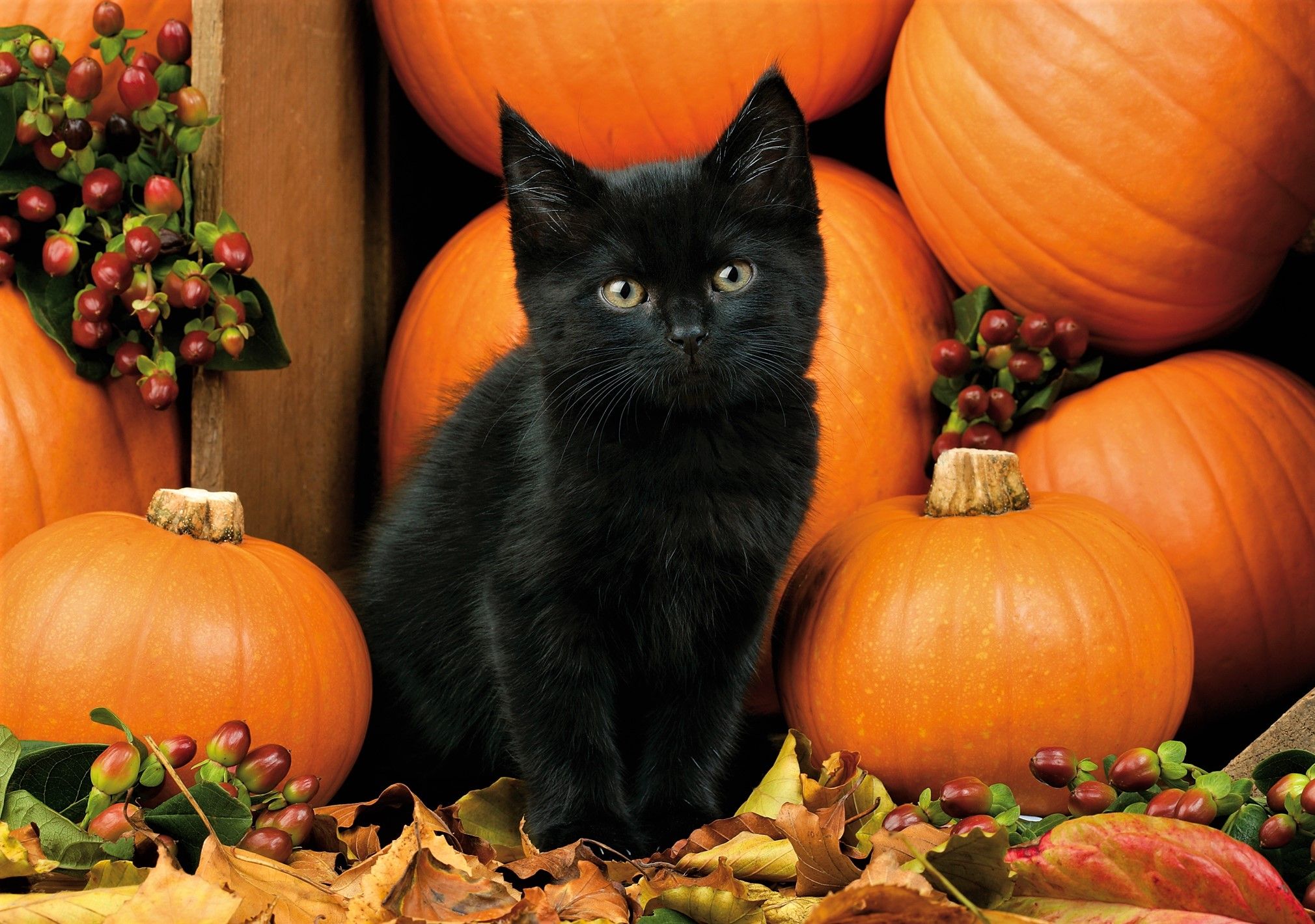Gattino nero tra zucche arancioni, 2020x1420 2K, Laptop