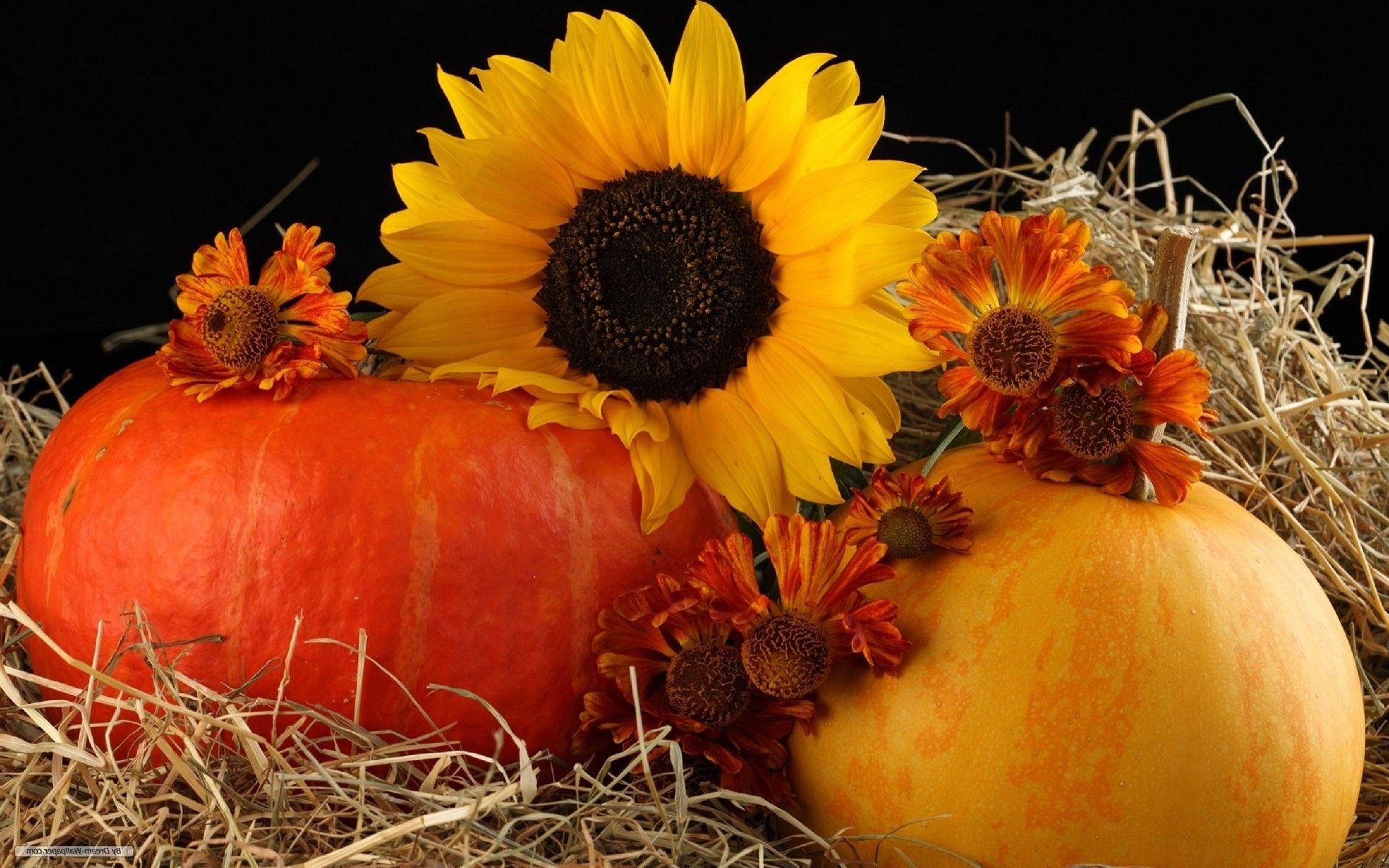 Zucche, girasole e paglia, 1920x1200 WUXGA, Laptop