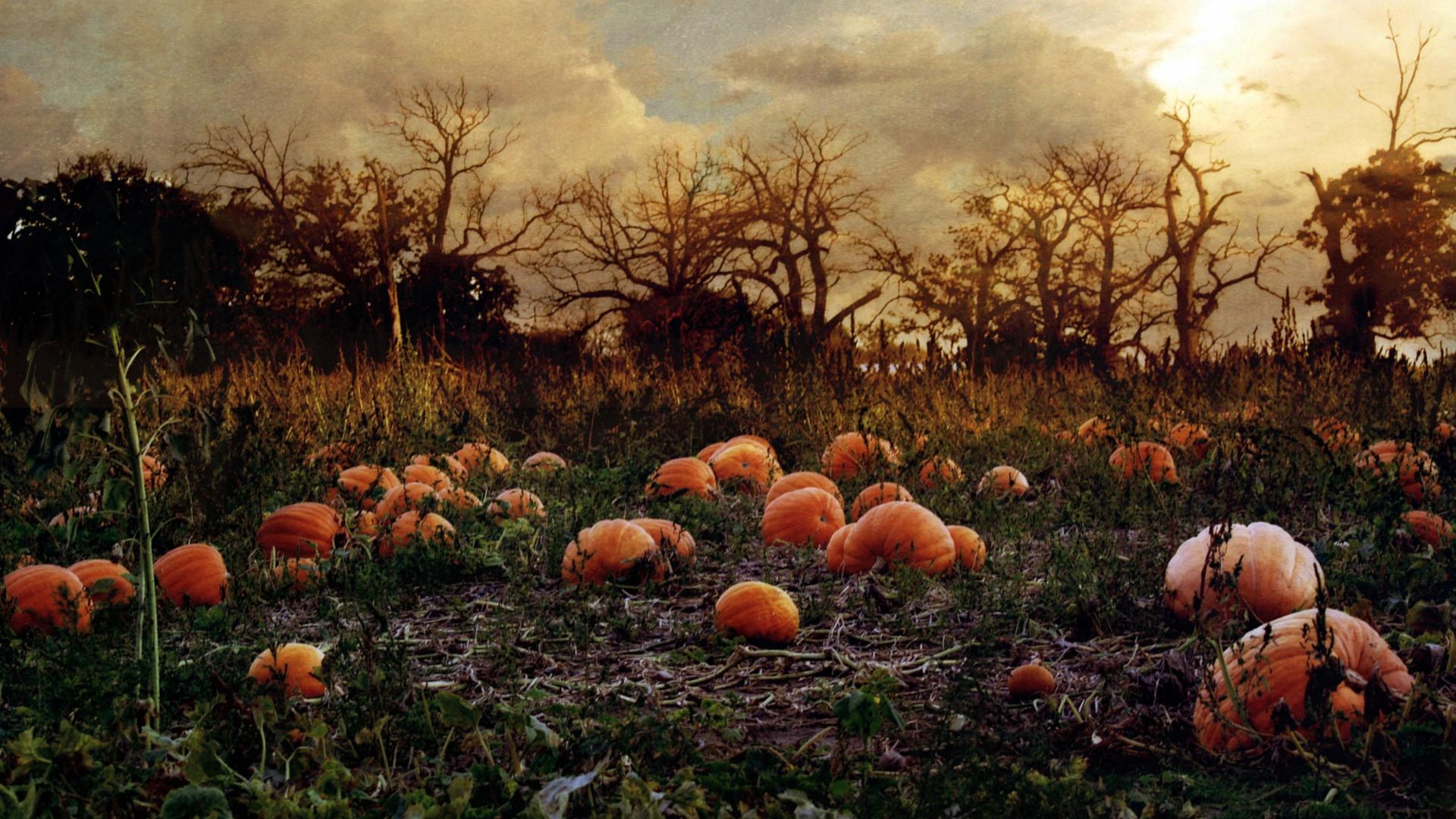 Campo di zucche autunnale, 1920x1080 Full HD, PC