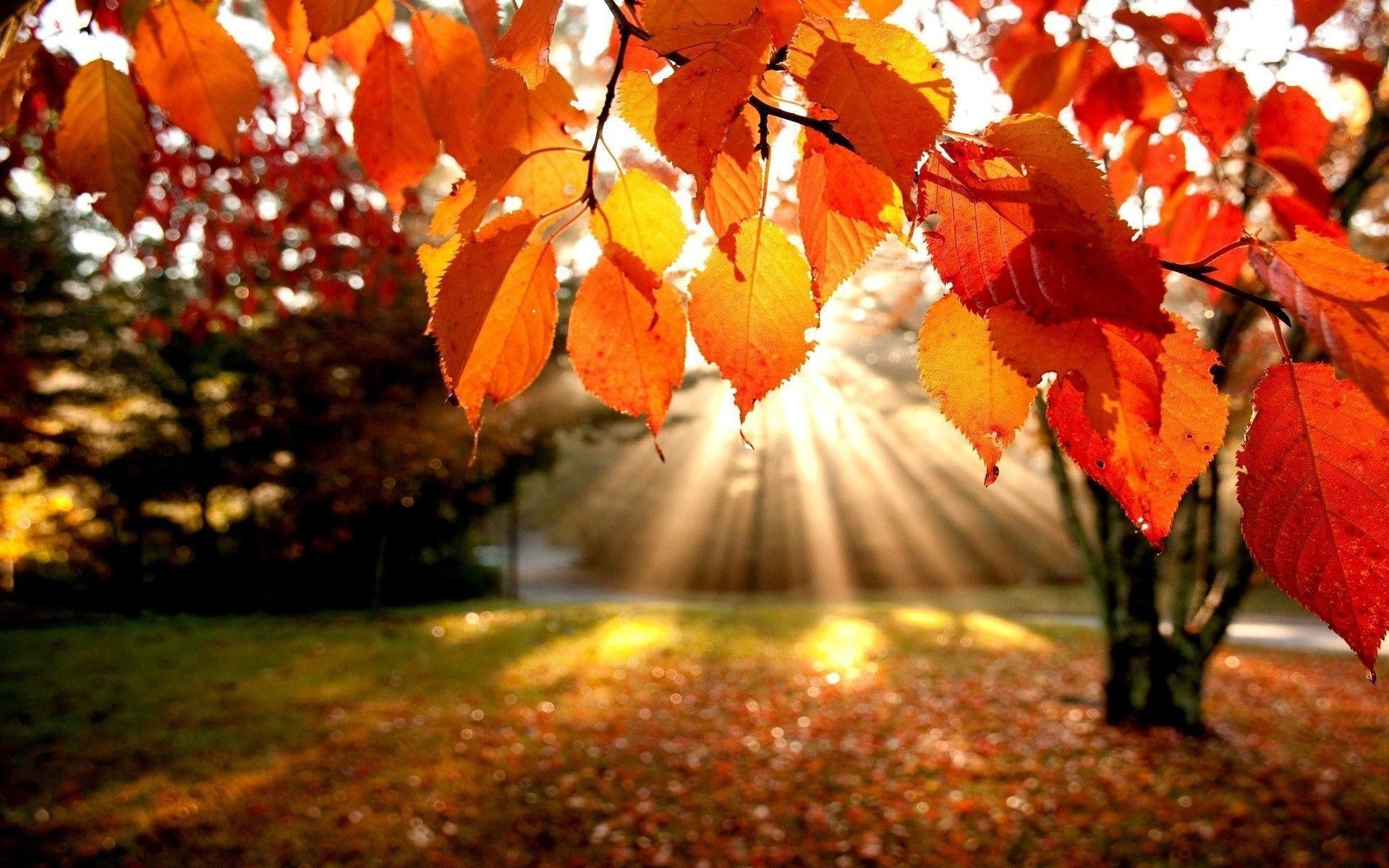 Foglie autunnali arancioni con raggi di sole, 1920x1200 Full HD+ WUXGA, PC Desktop