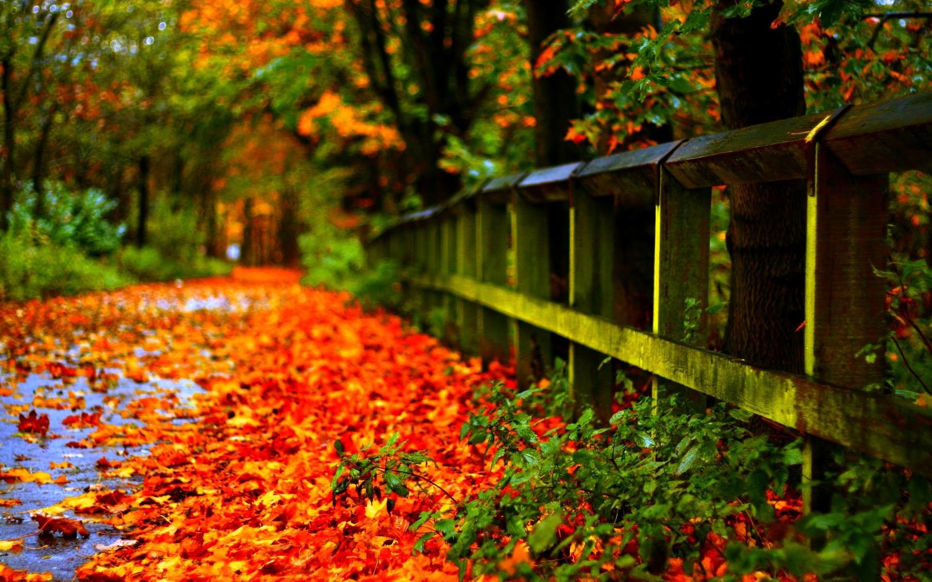 Sentiero autunnale con foglie rosse, 1920x1200 WUXGA, Desktop
