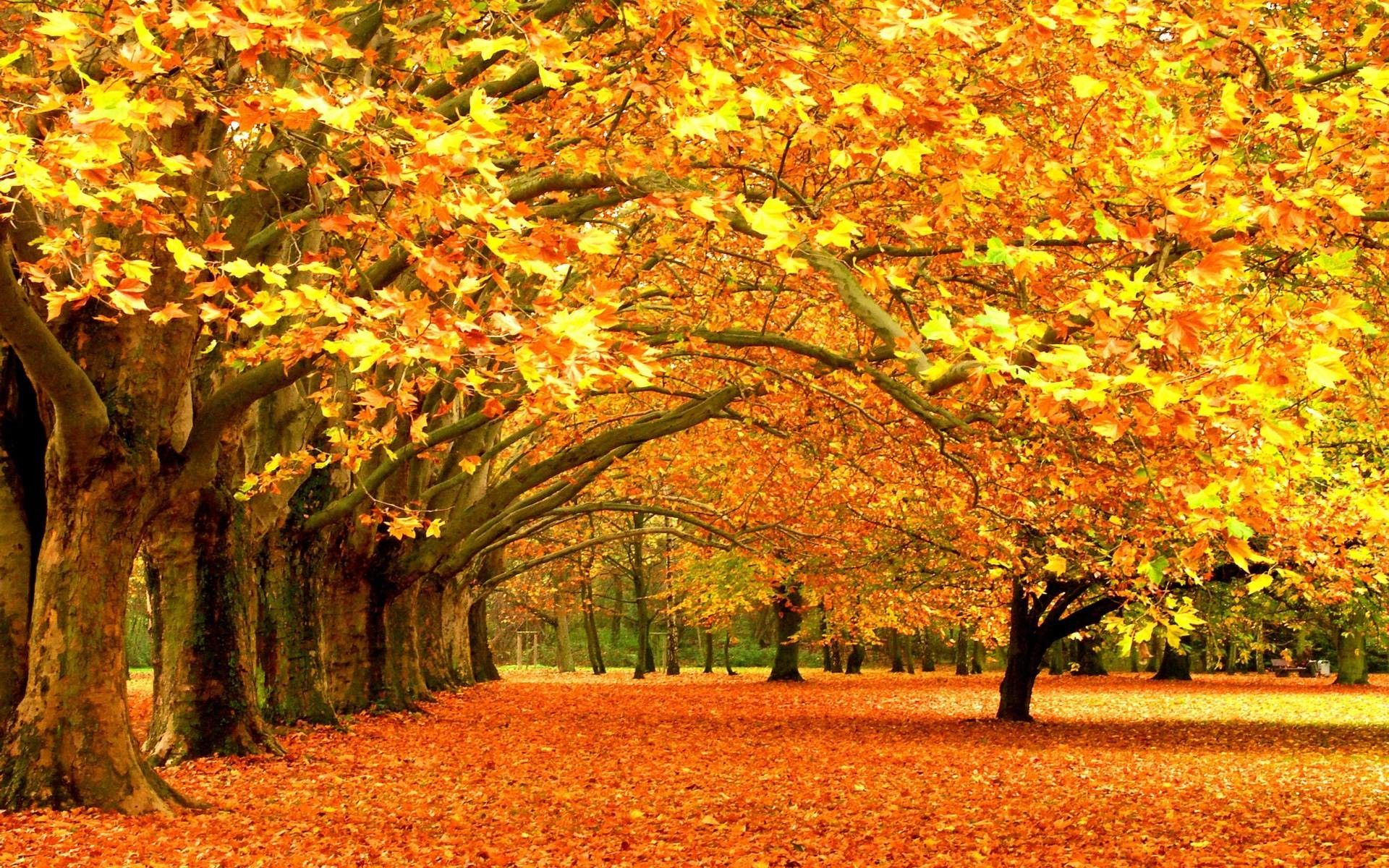 Viale alberato autunnale dorato, 1920x1200 Full HD+ WUXGA, Desktop