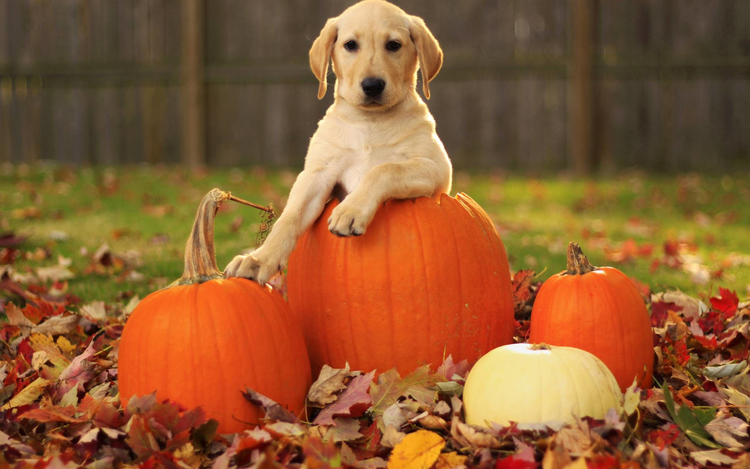 Cucciolo su zucca autunnale, 2560x1600 2K, PC
