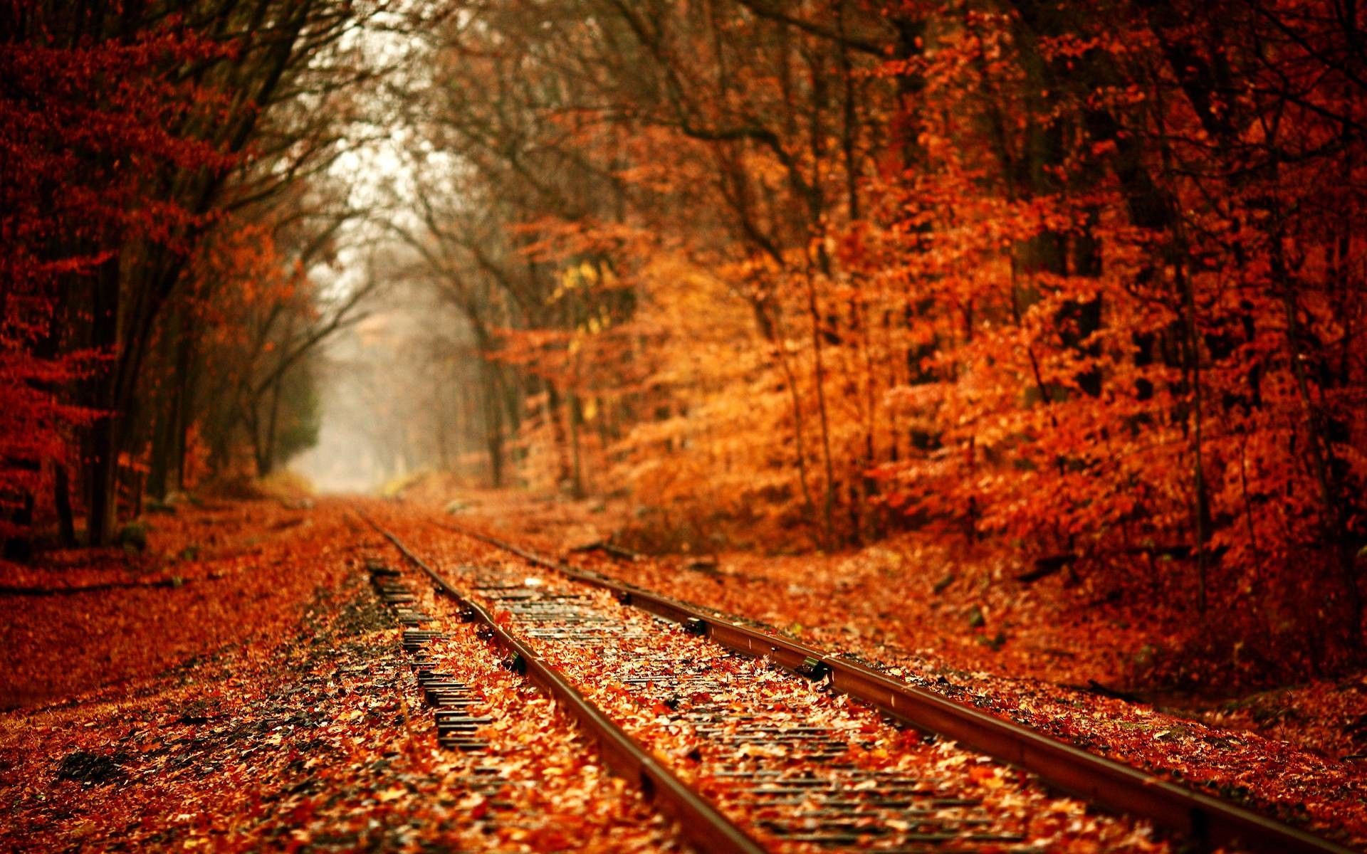 Binari ferroviari nel bosco autunnale, 1920x1200 Full HD+, Desktop