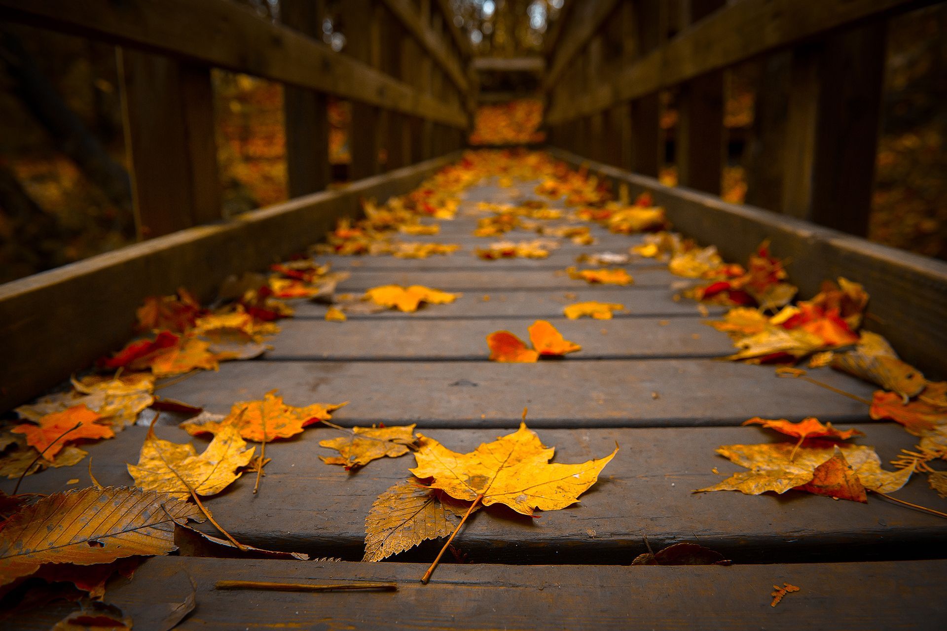 Foglie autunnali su ponte legno, 1920x1280 Full HD+ WUXGA, Desktop