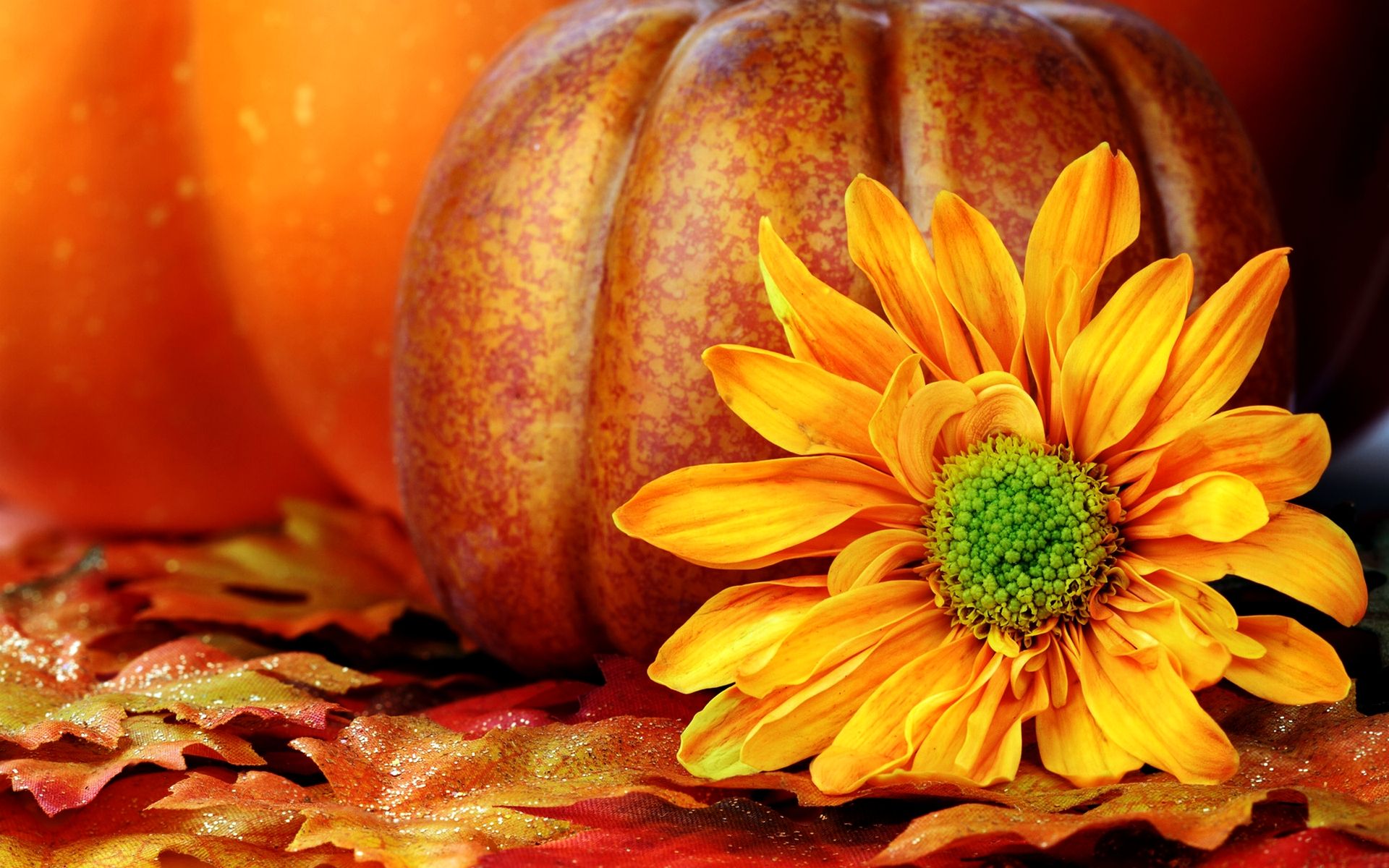 Zucca con fiore giallo e foglie, 1920x1200 WUXGA, Desktop