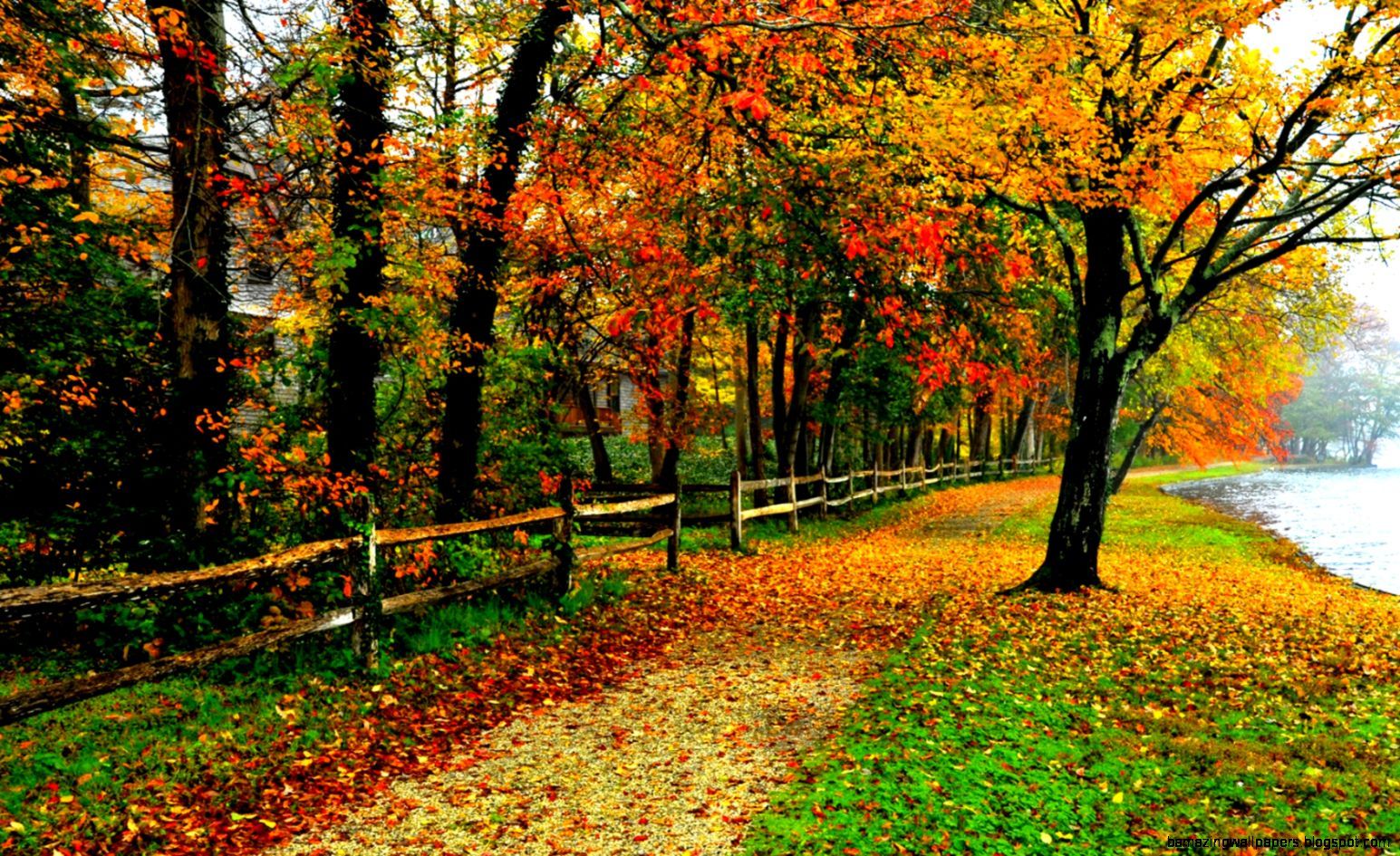 Sentiero autunnale con foglie colorate, 1545x945 HD, ROG Asus Laptop