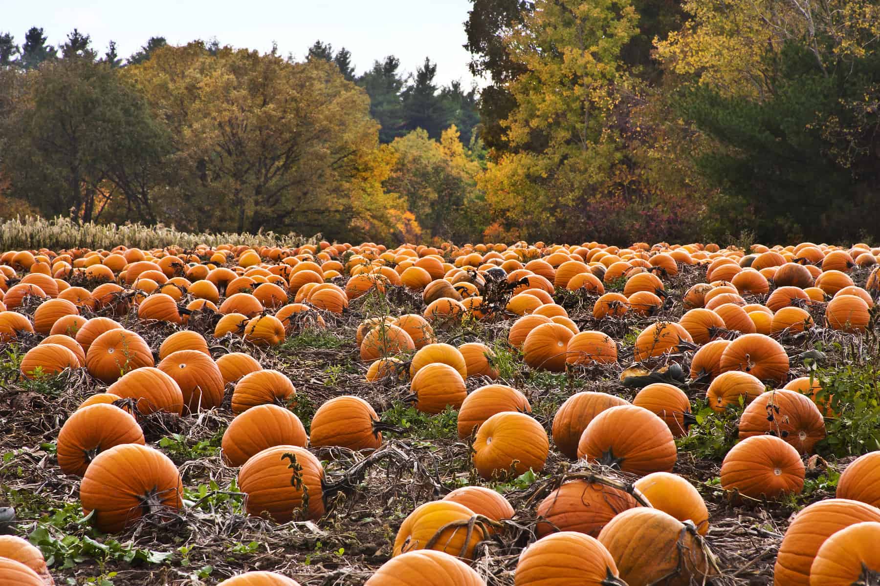 Campo di zucche arancioni, 2048x1365 Hi-Res, PC
