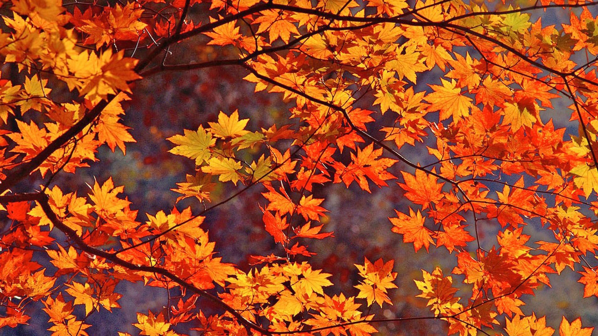 Foglie autunnali arancioni acero, 1920x1080 Full HD, PC