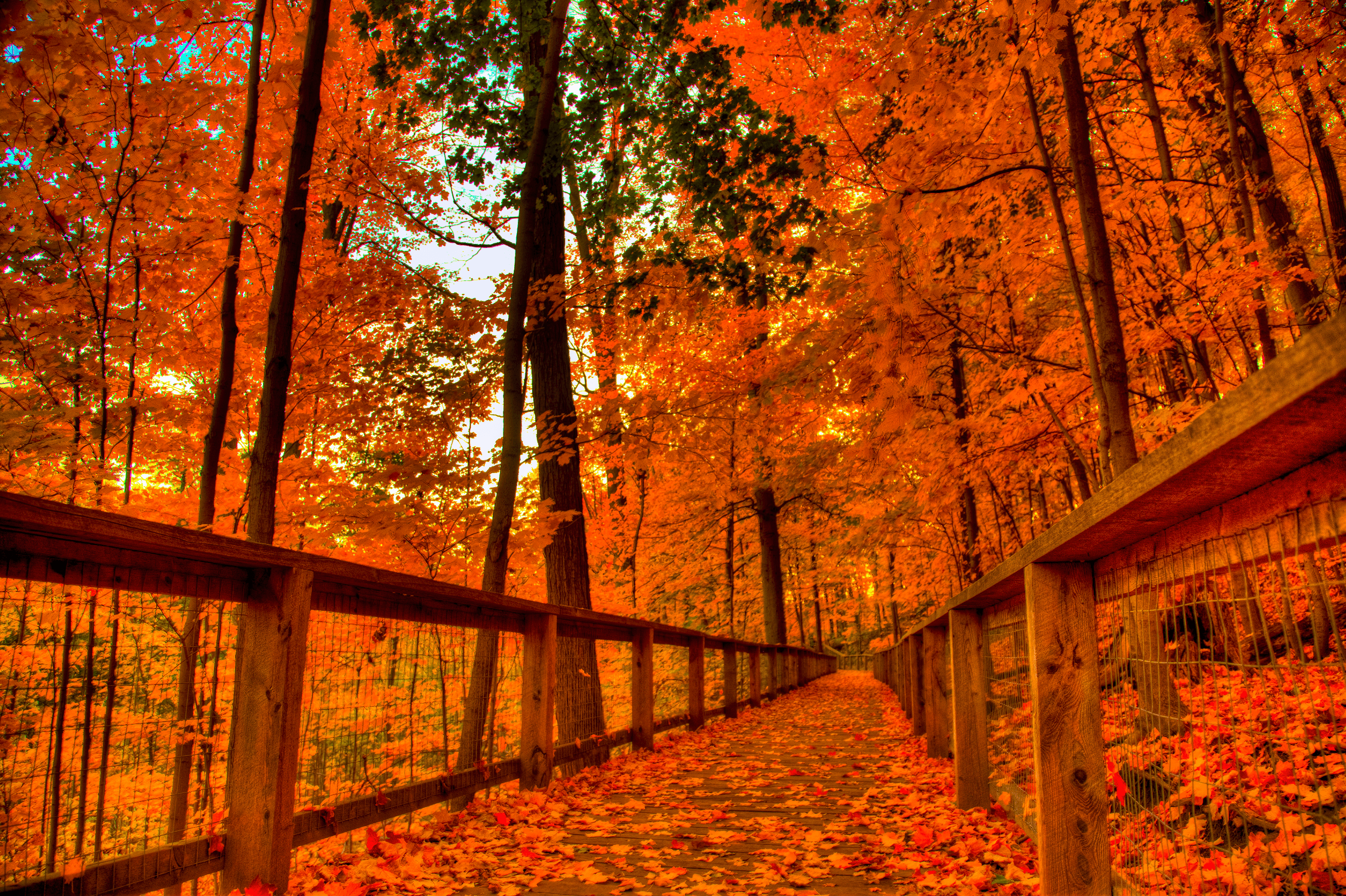 Sentiero autunnale nel bosco, 2560x1705 2K+, Desktop