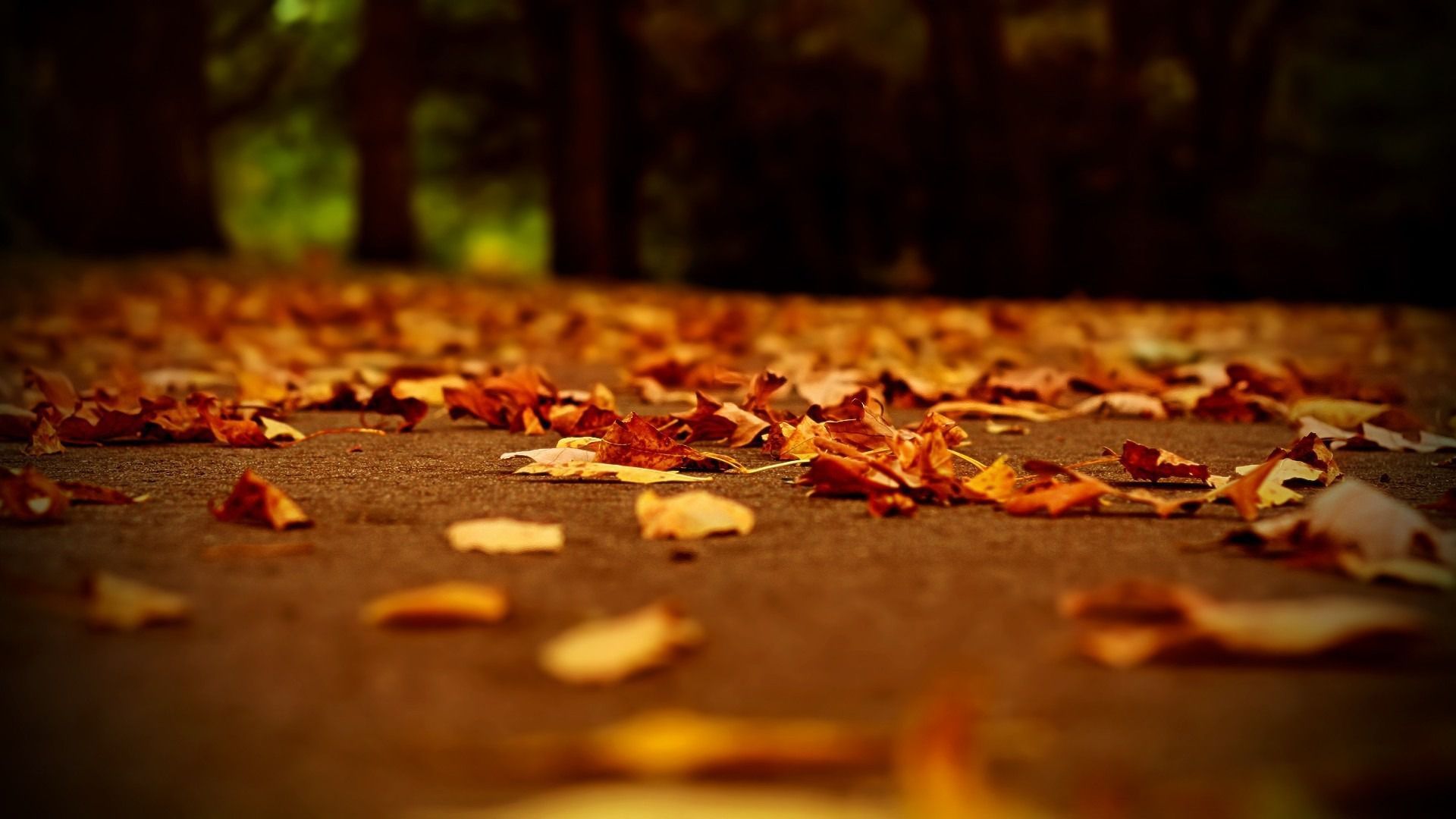 Foglie autunnali cadute sull'asfalto, 1920x1080 Full HD, Desktop