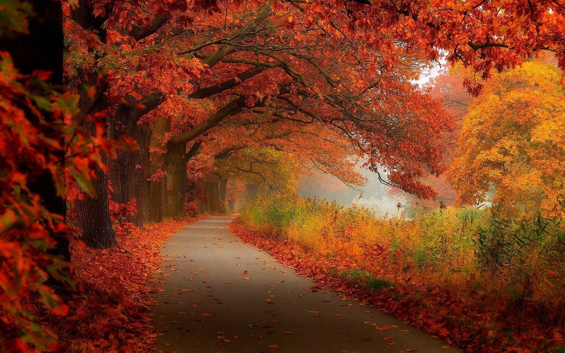 Sentiero autunnale con foglie rosse, 1920x1200 WUXGA, PC Desktop