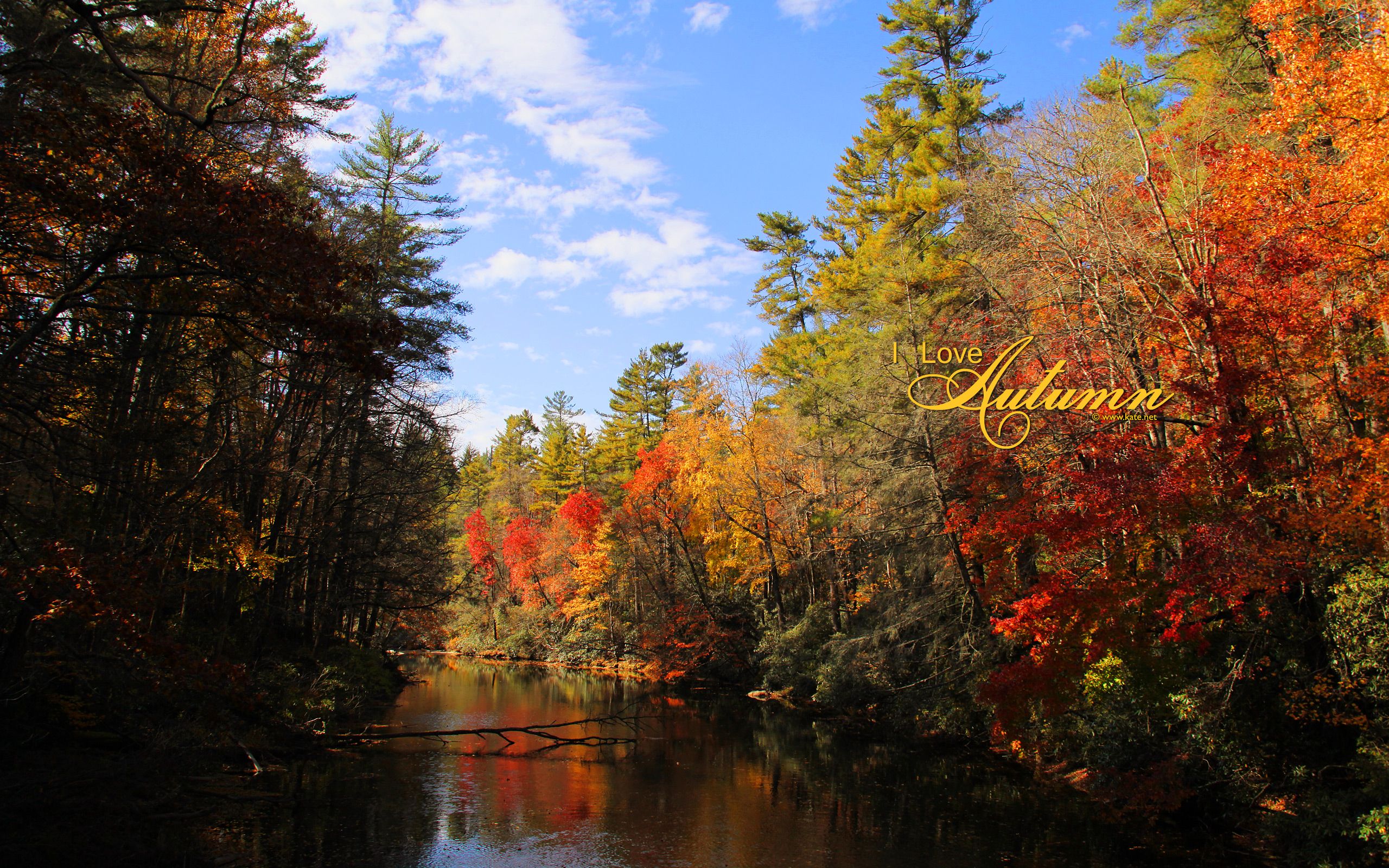 Fiume autunnale tra alberi colorati, 2560x1600 2K+, PC