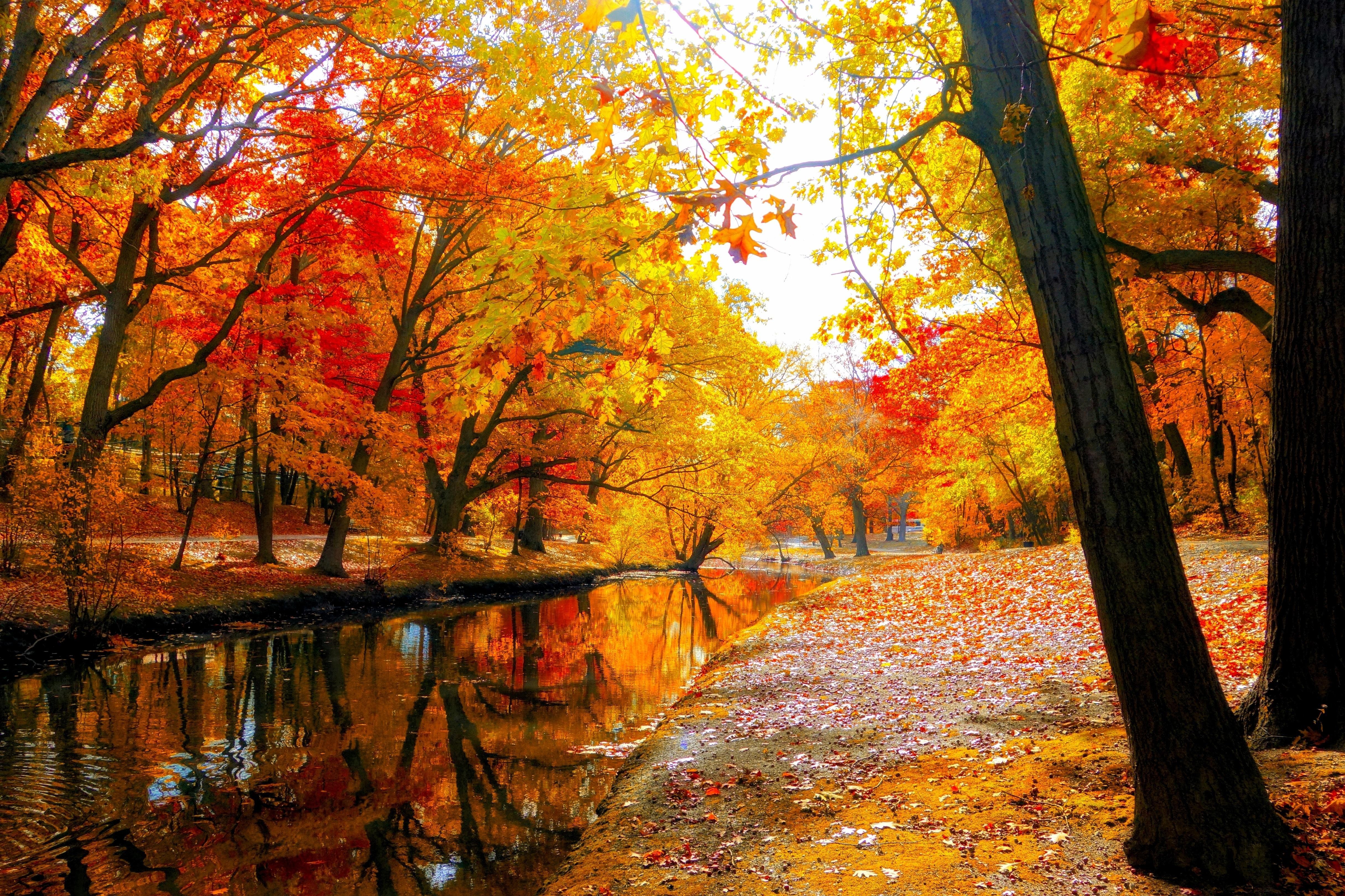 Foresta autunnale con ruscello, 4864x3241 Ultra HD, Monitor 4K