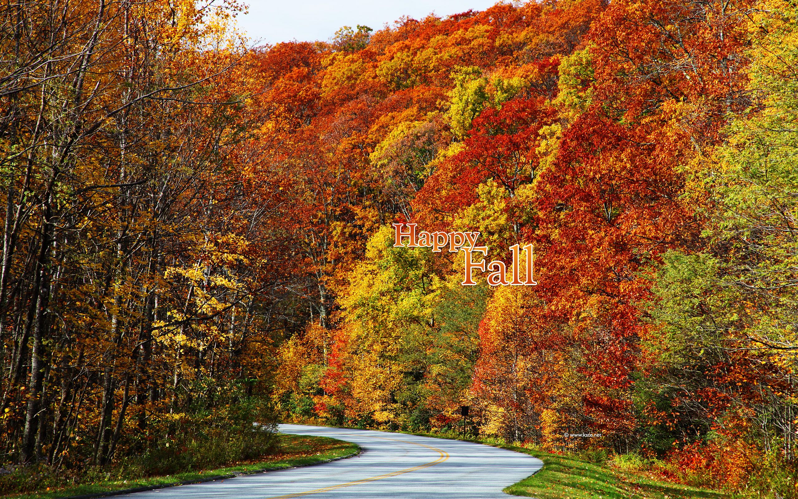 Strada tra alberi autunnali colorati, 2560x1600 2K+, Laptop