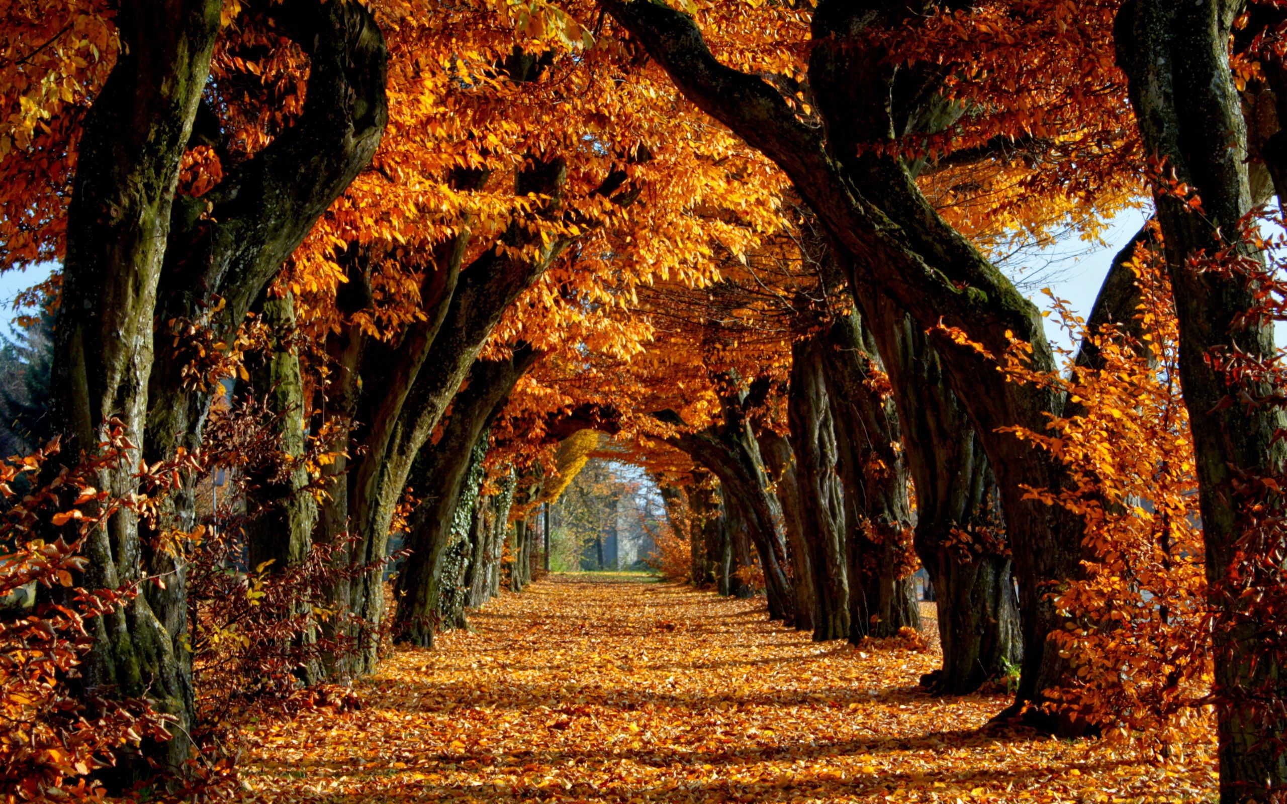 Viale alberato autunnale dorato, 2560x1600 2K+, Laptop