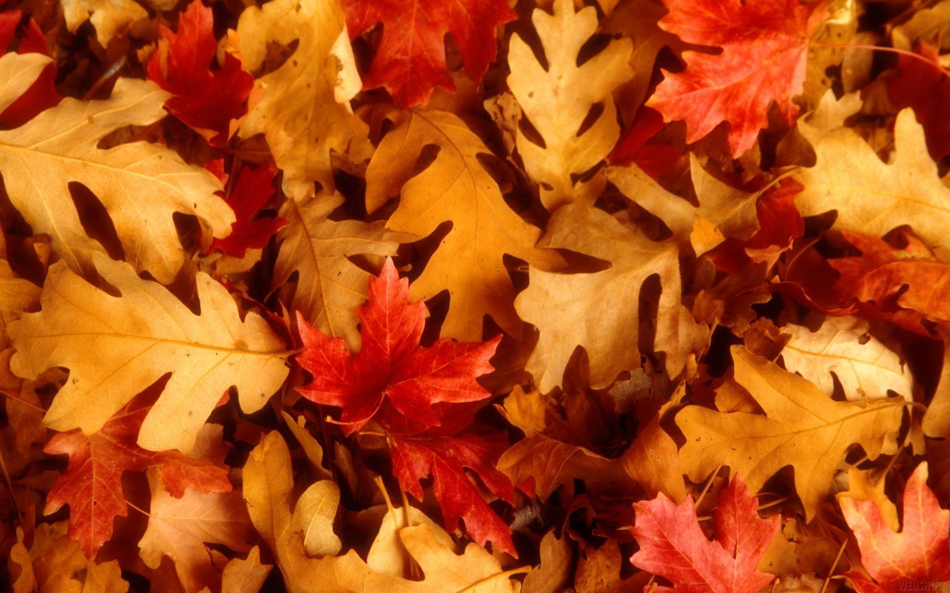 Foglie autunnali secche colorate, 1920x1200 Full HD+ WUXGA, Desktop