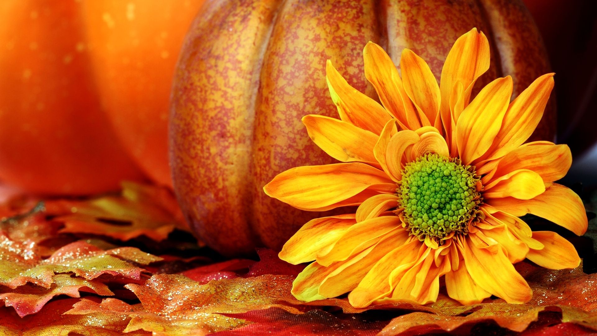 Zucca con fiore arancione autunnale, 1920x1080 Full HD 1080p, Desktop