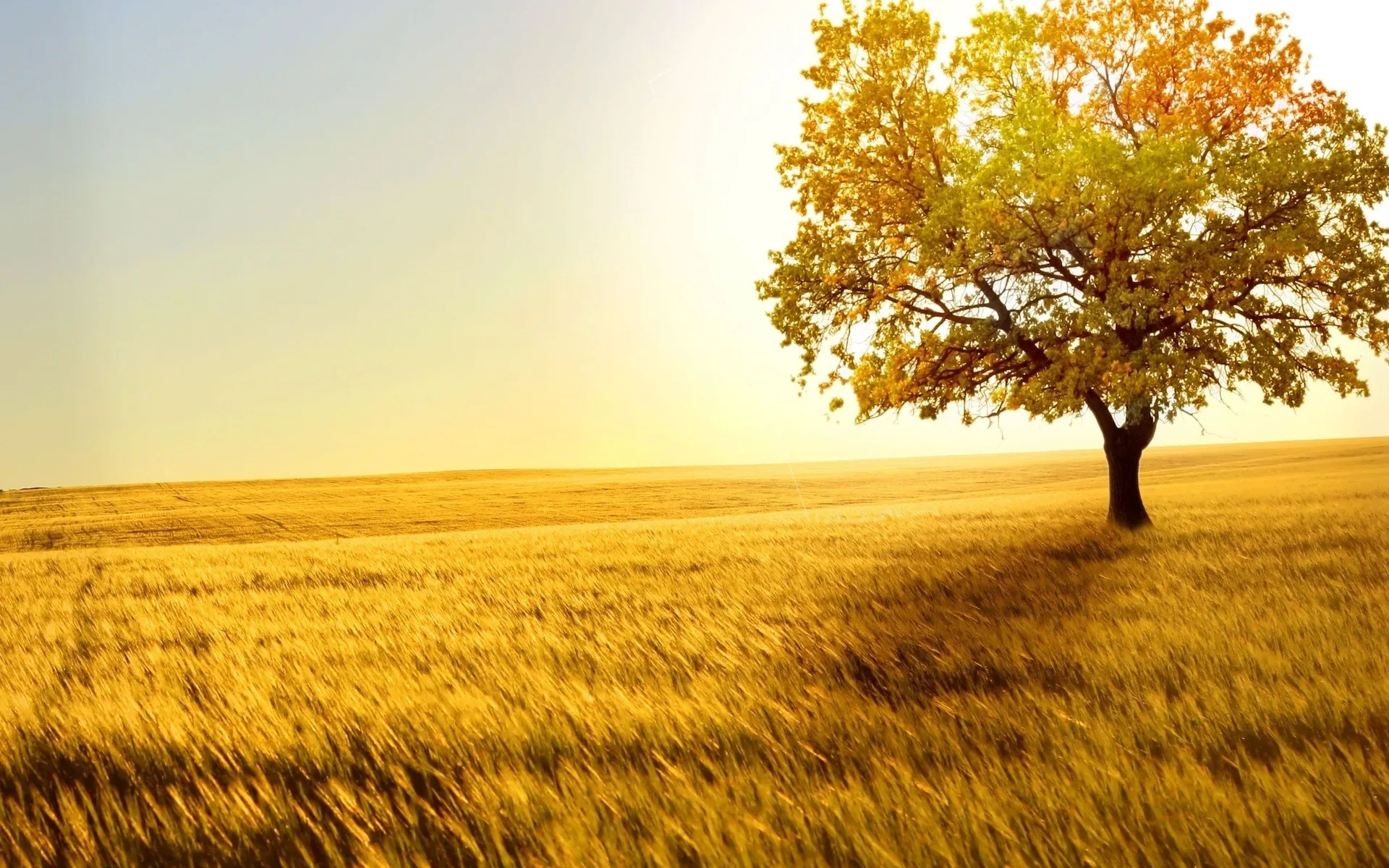 Albero solitario in campo dorato, 2560x1600 WQXGA, Desktop