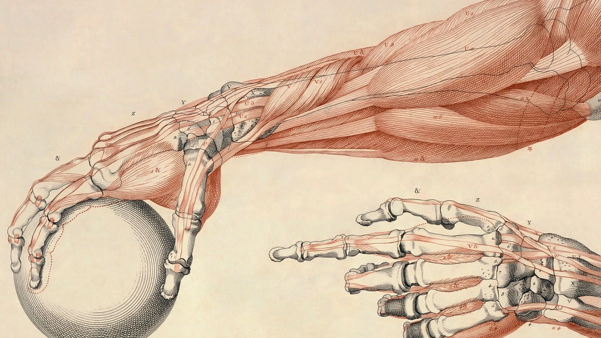 Illustrazione anatomica braccio muscoli, 1920x1080 Full HD 1080p, PC