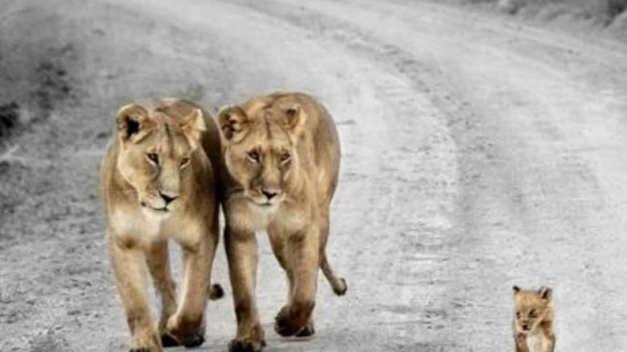 Leonesse e cucciolo su strada, 1280x720 720p, PC