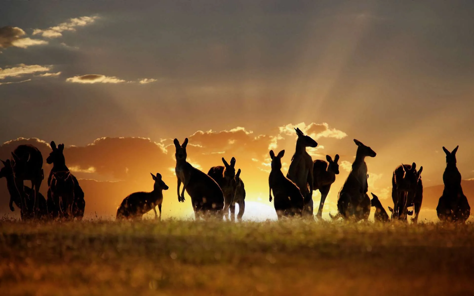 Canguri al tramonto, 1920x1200 Full HD+ WUXGA, PC Desktop