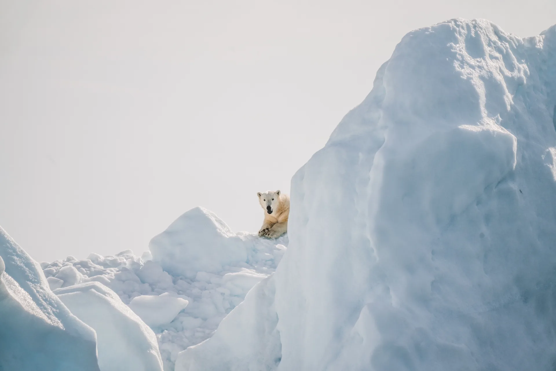 Orso polare tra ghiacci, 7952x5304 UHD, Monitor 4K