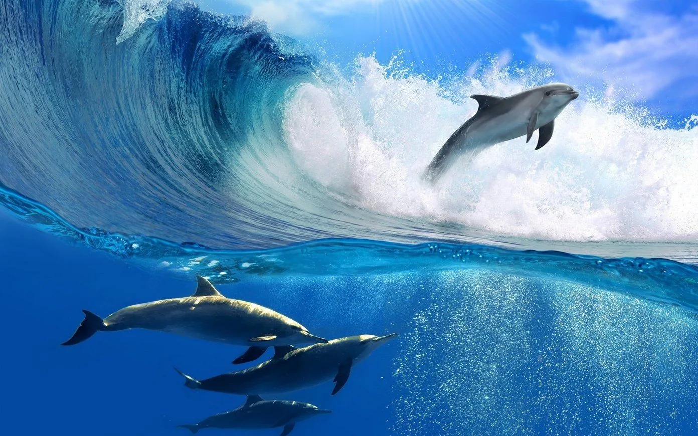 con gli Animali Più Carini, 1392x870 HD, Desktop