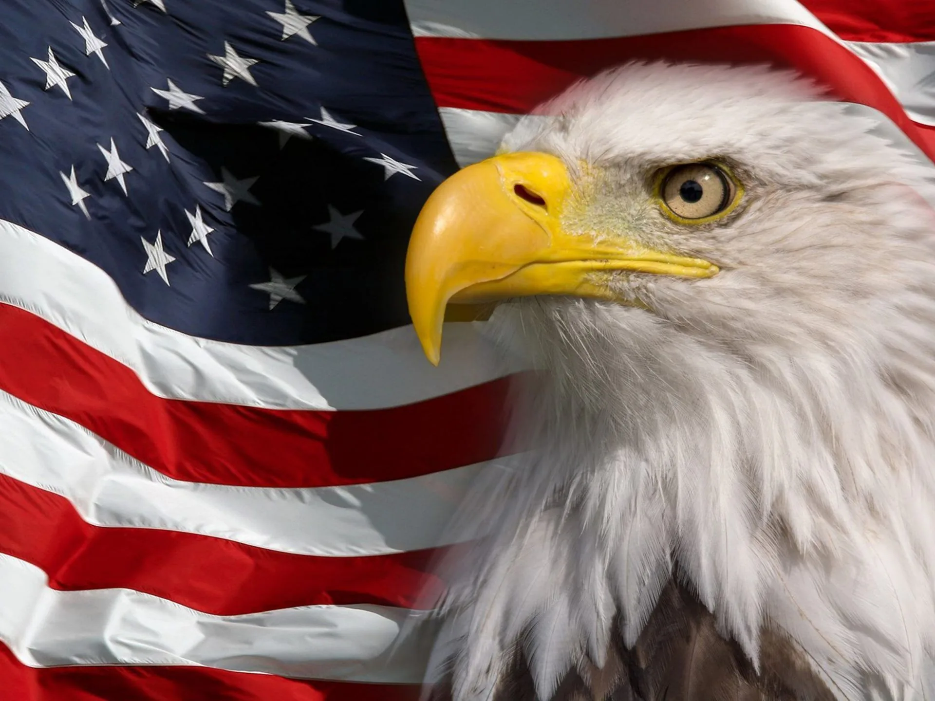 Aquila calva e bandiera americana, 1920x1440 Full HD+ WUXGA, PC