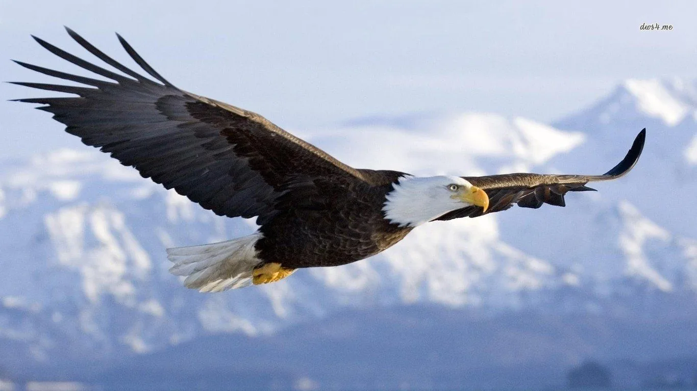 Aquila calva in volo, 1366x768 720p, Laptop