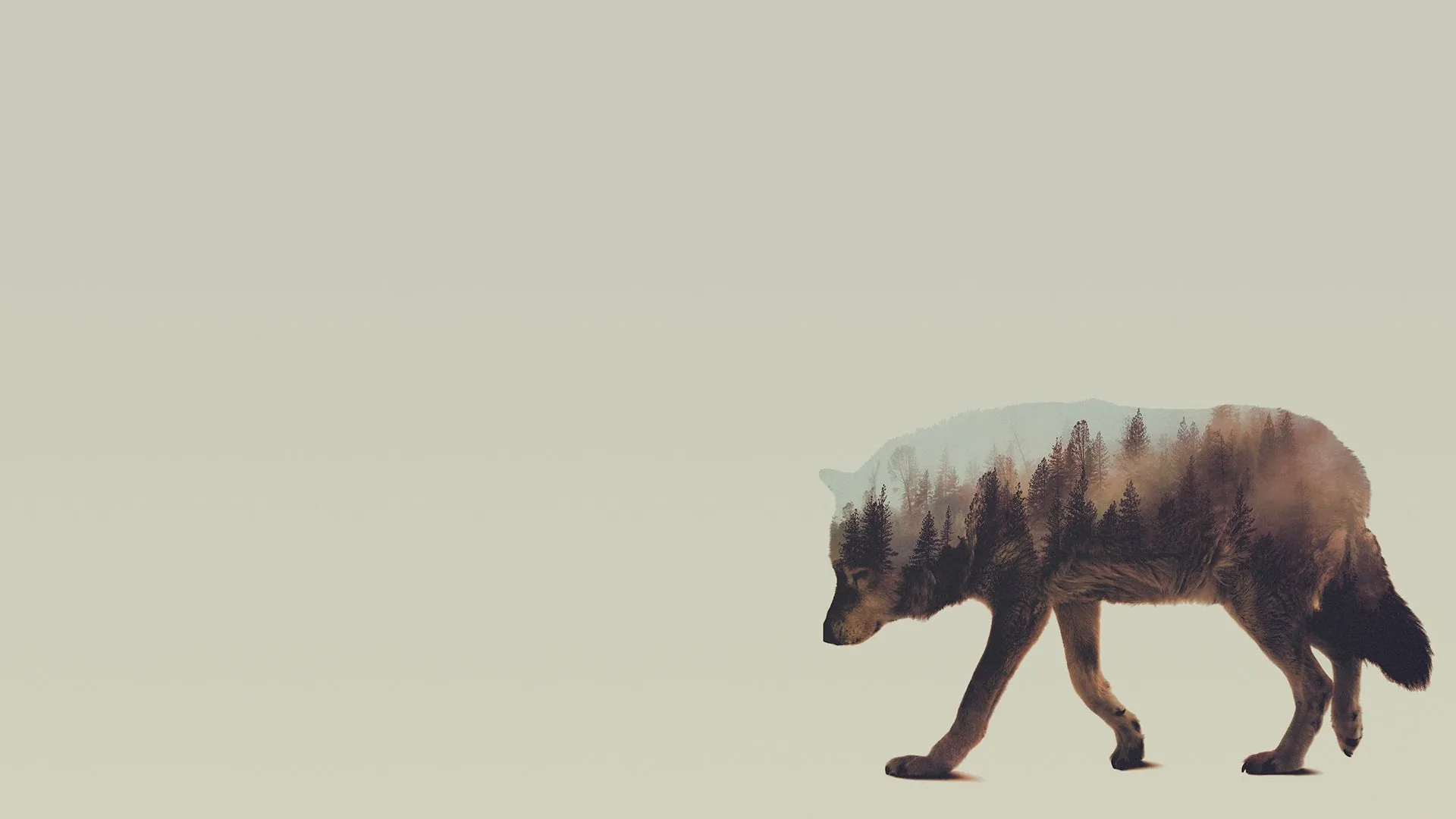 Lupo doppia esposizione foresta, 1920x1080 Full HD 1080p, PC Desktop