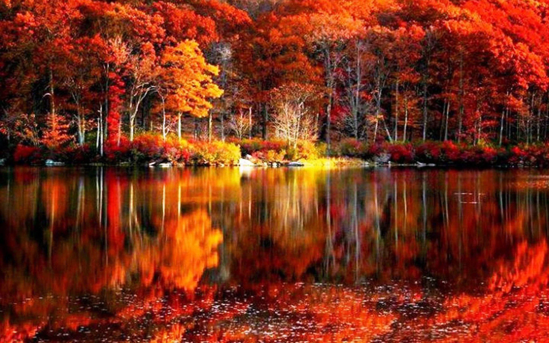 Foresta autunnale riflessa nel lago, 1920x1200 Full HD+ WUXGA, Laptop