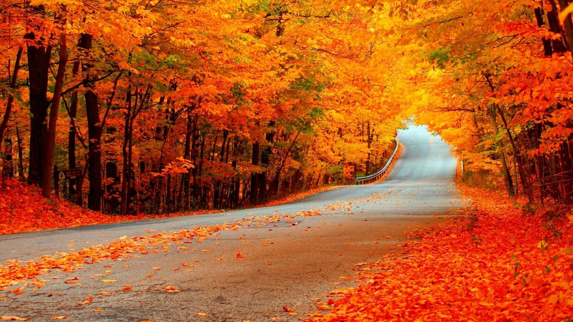 strada autunnale tra alberi arancioni, 2560x1440 1440p, Desktop