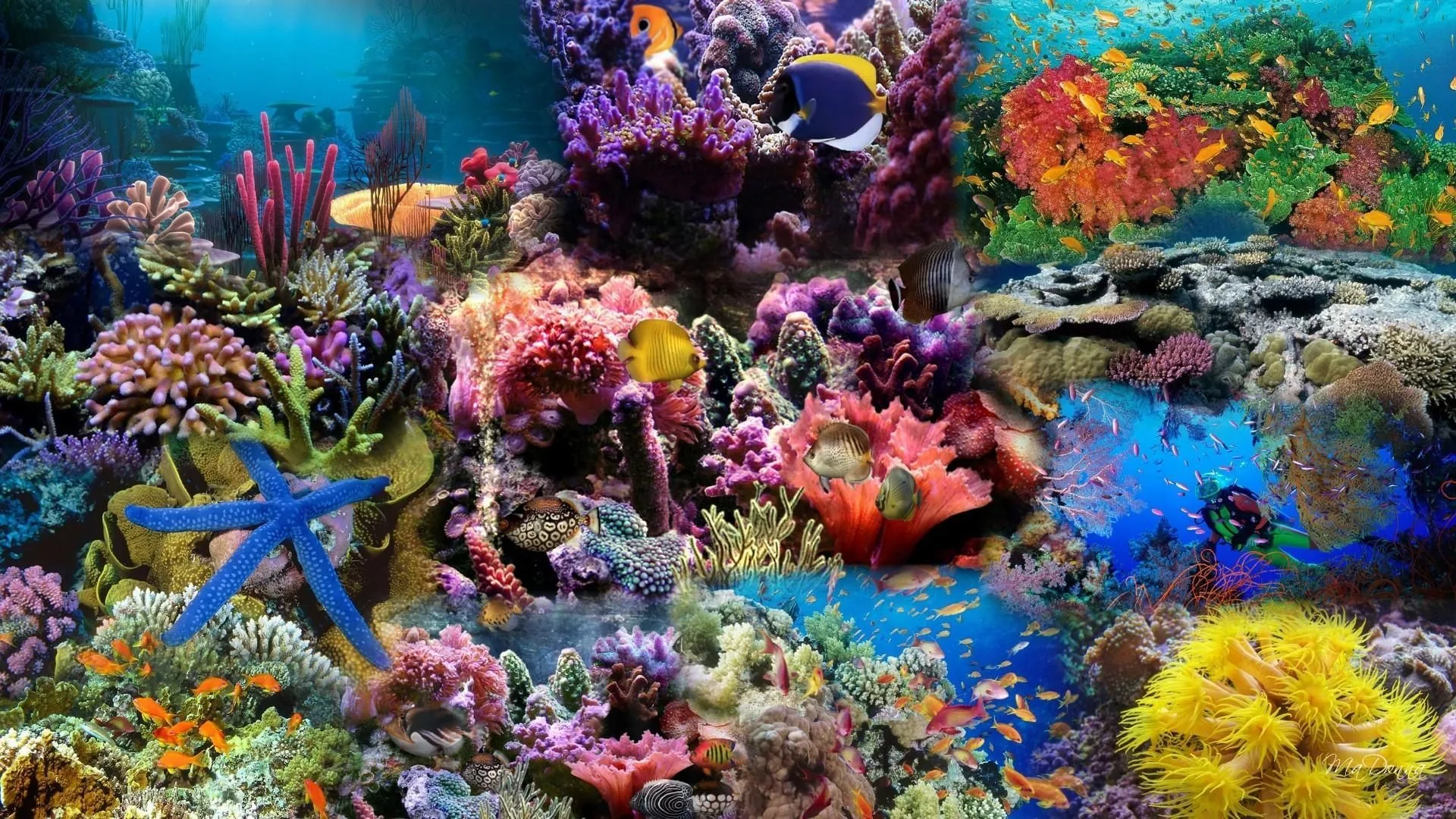 Barriera corallina colorata con pesci, 1920x1080 Full HD 1080p, PC