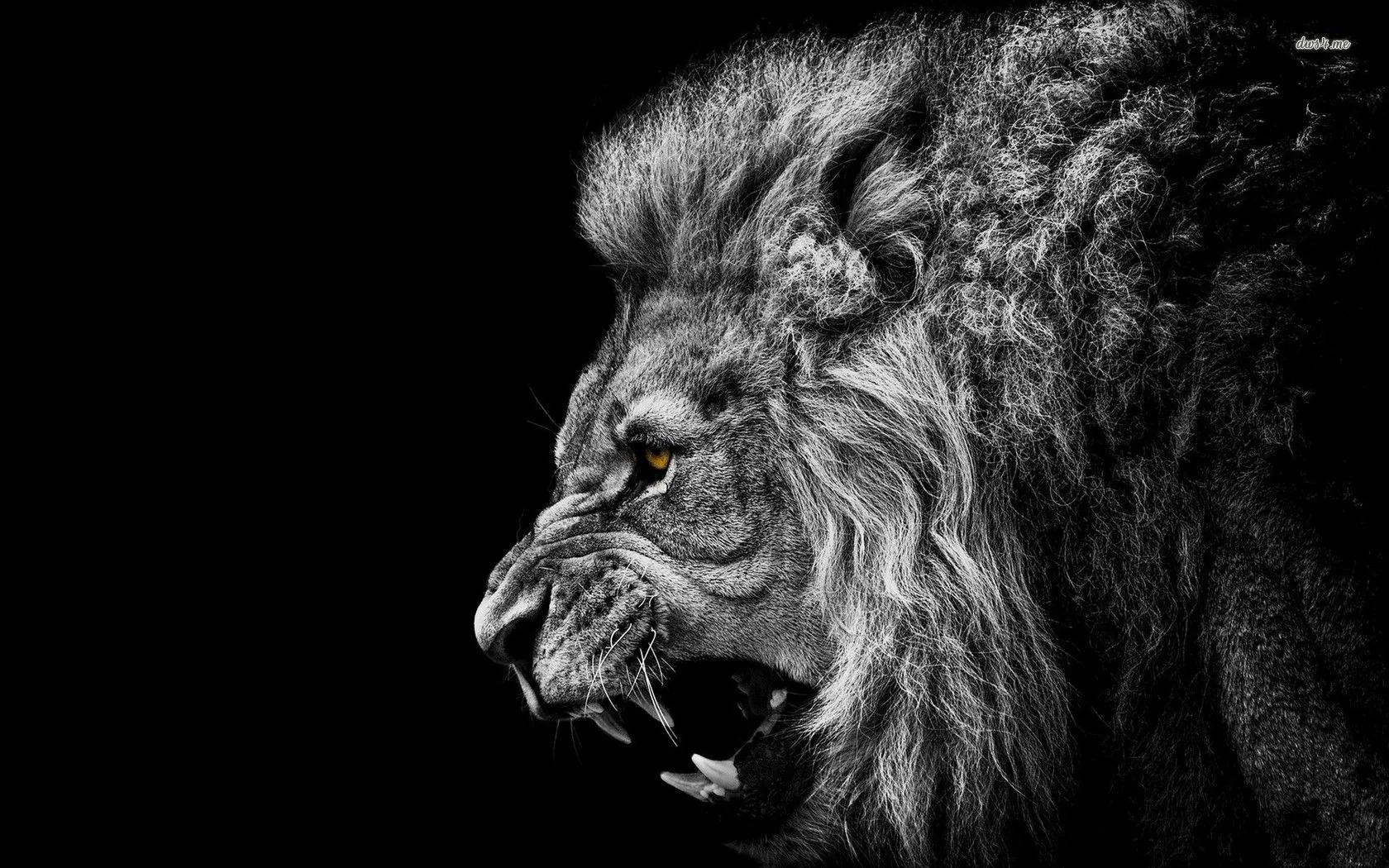 Leone ruggente bianco e nero, 1680x1050 HD, Desktop