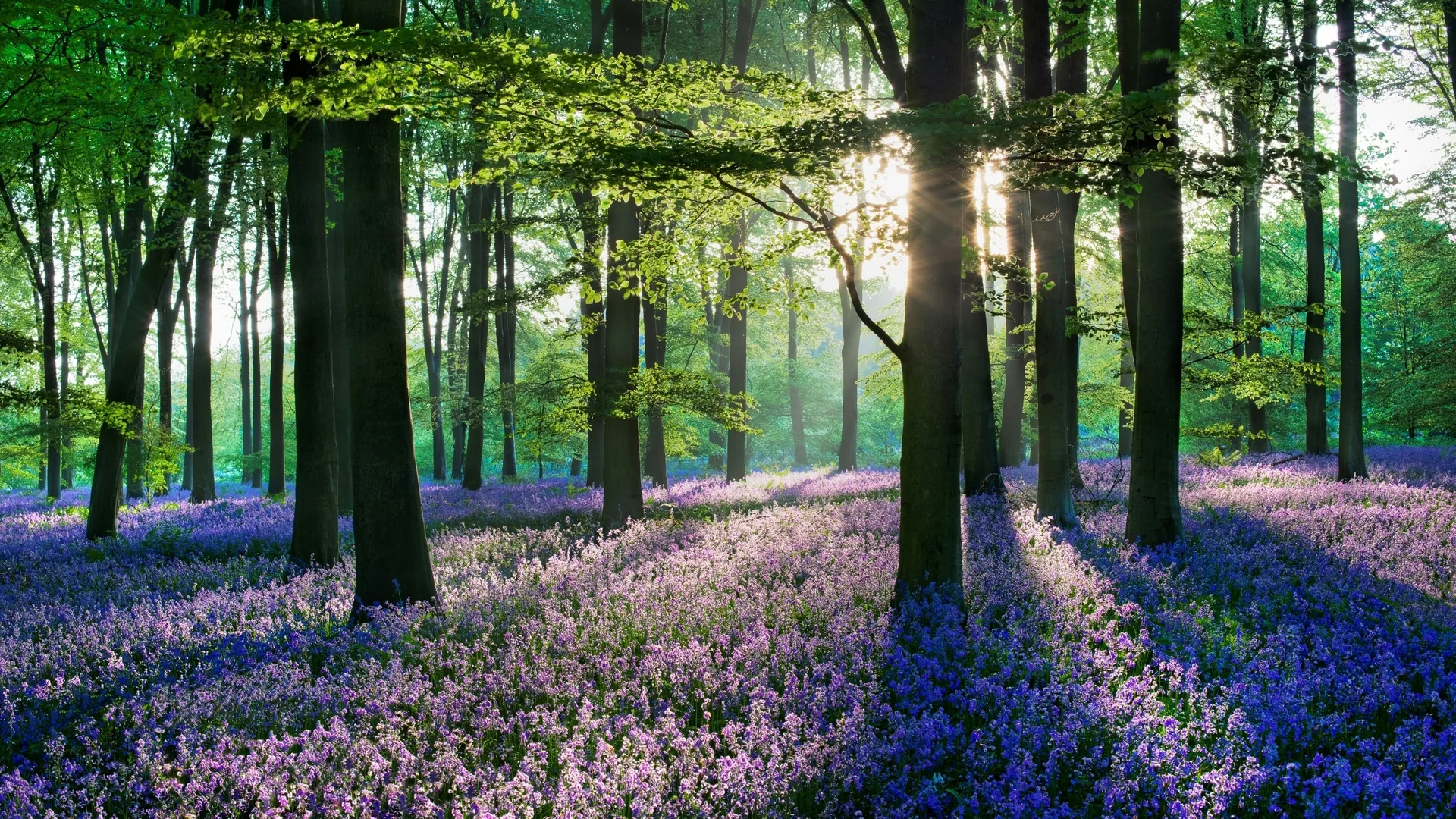 Bosco con fiori lavanda, 5120x2880 4K, Smart TV 4K