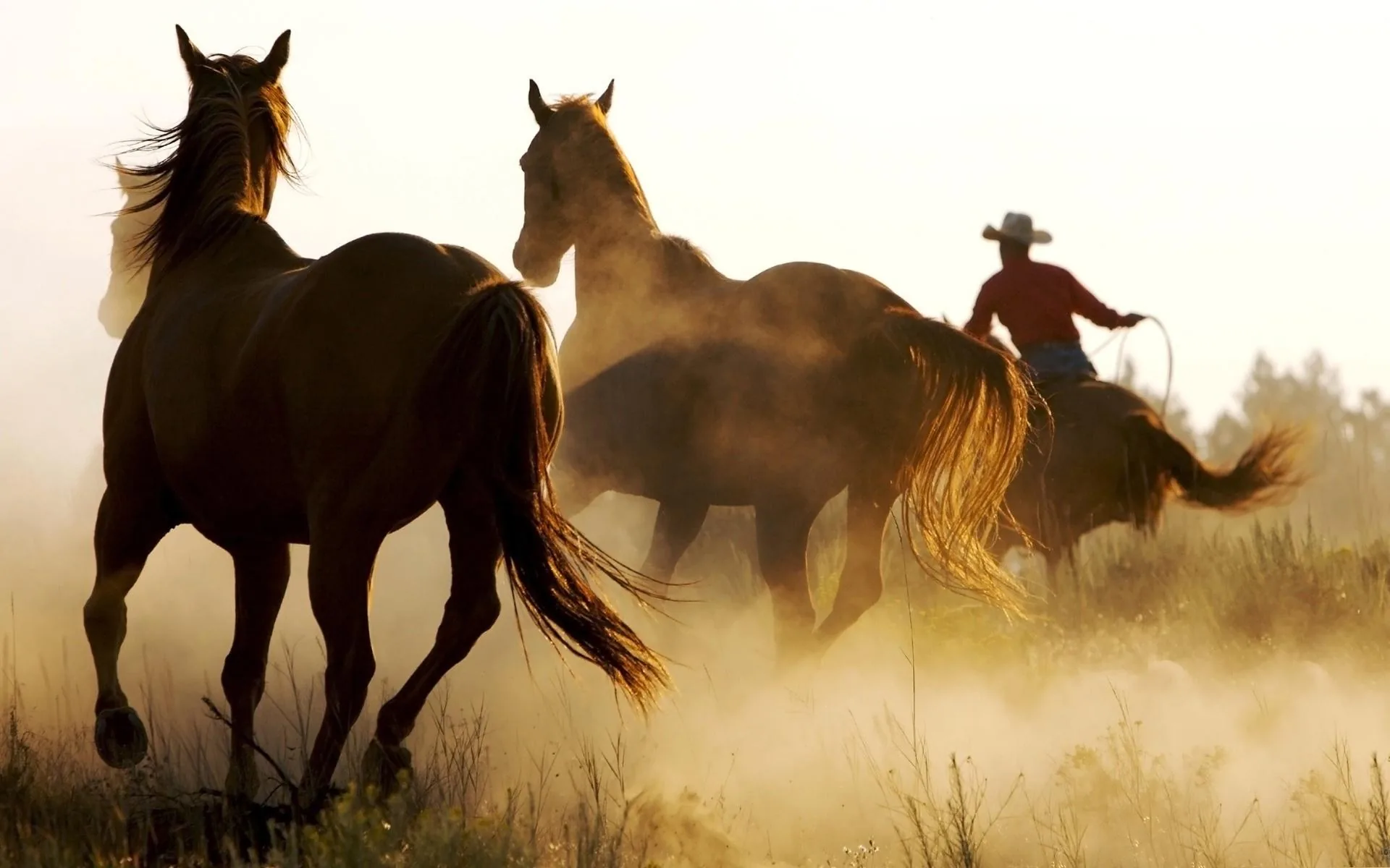 Cowboy con cavalli al tramonto, 1920x1200 Full HD+ WUXGA, Desktop