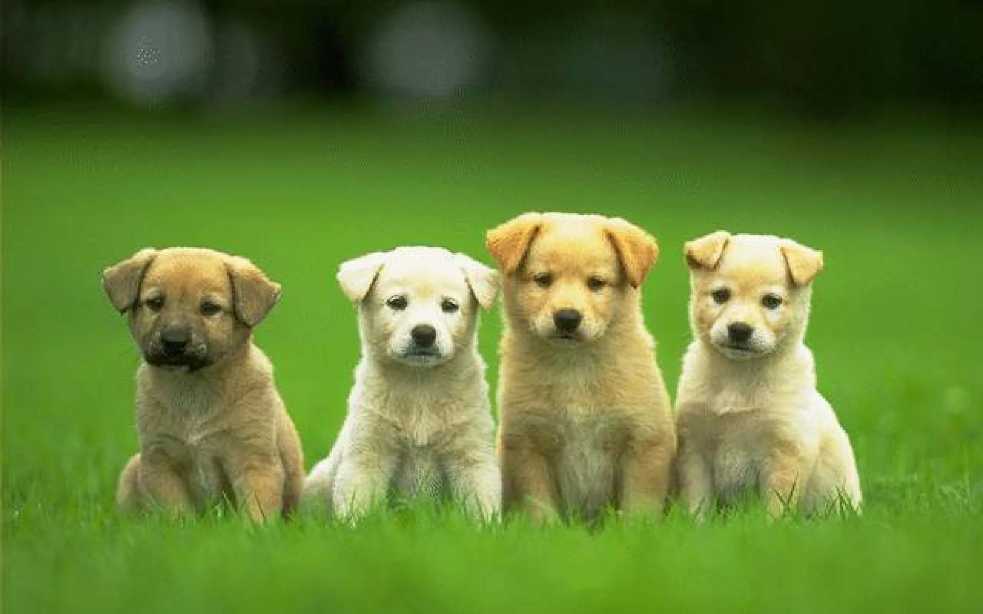 Quattro cuccioli su prato, 2560x1600 2K, Desktop
