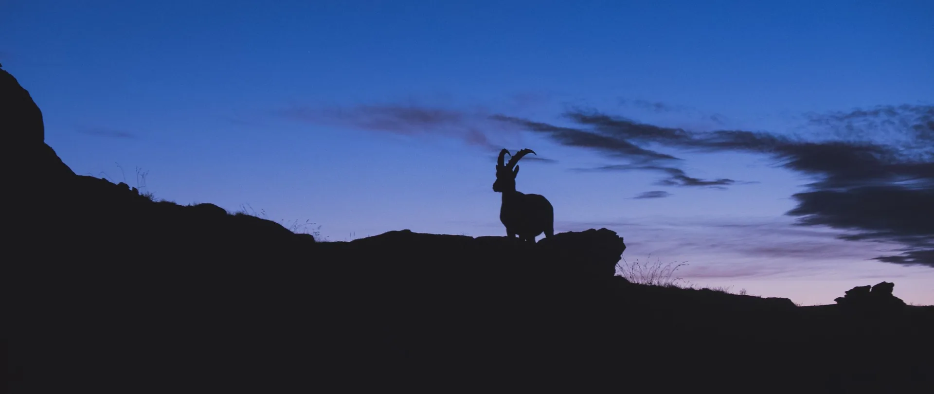 Capra nera silhouette al tramonto, 2560x1080 Panoramico, Dual Screen