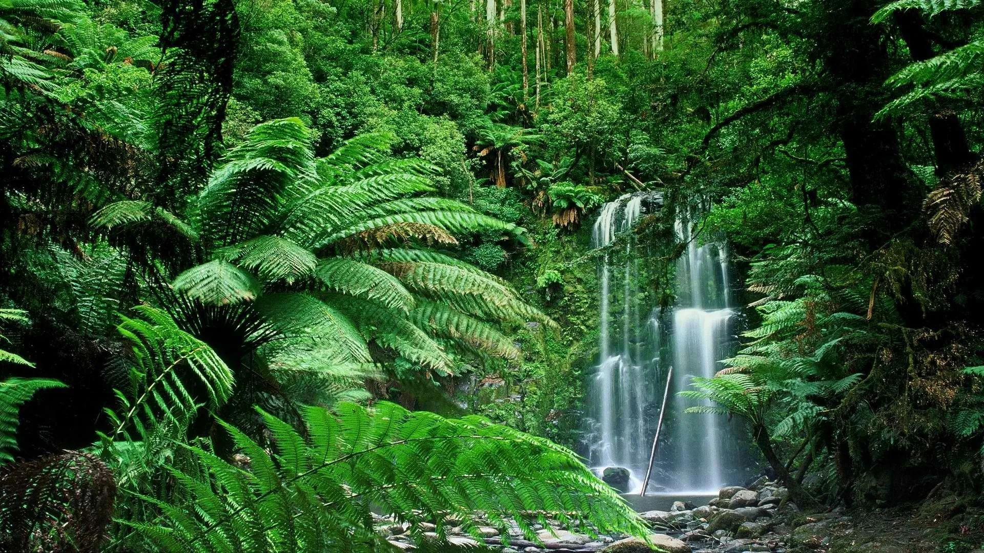Cascata nella foresta verde, 1920x1080 Full HD, Desktop