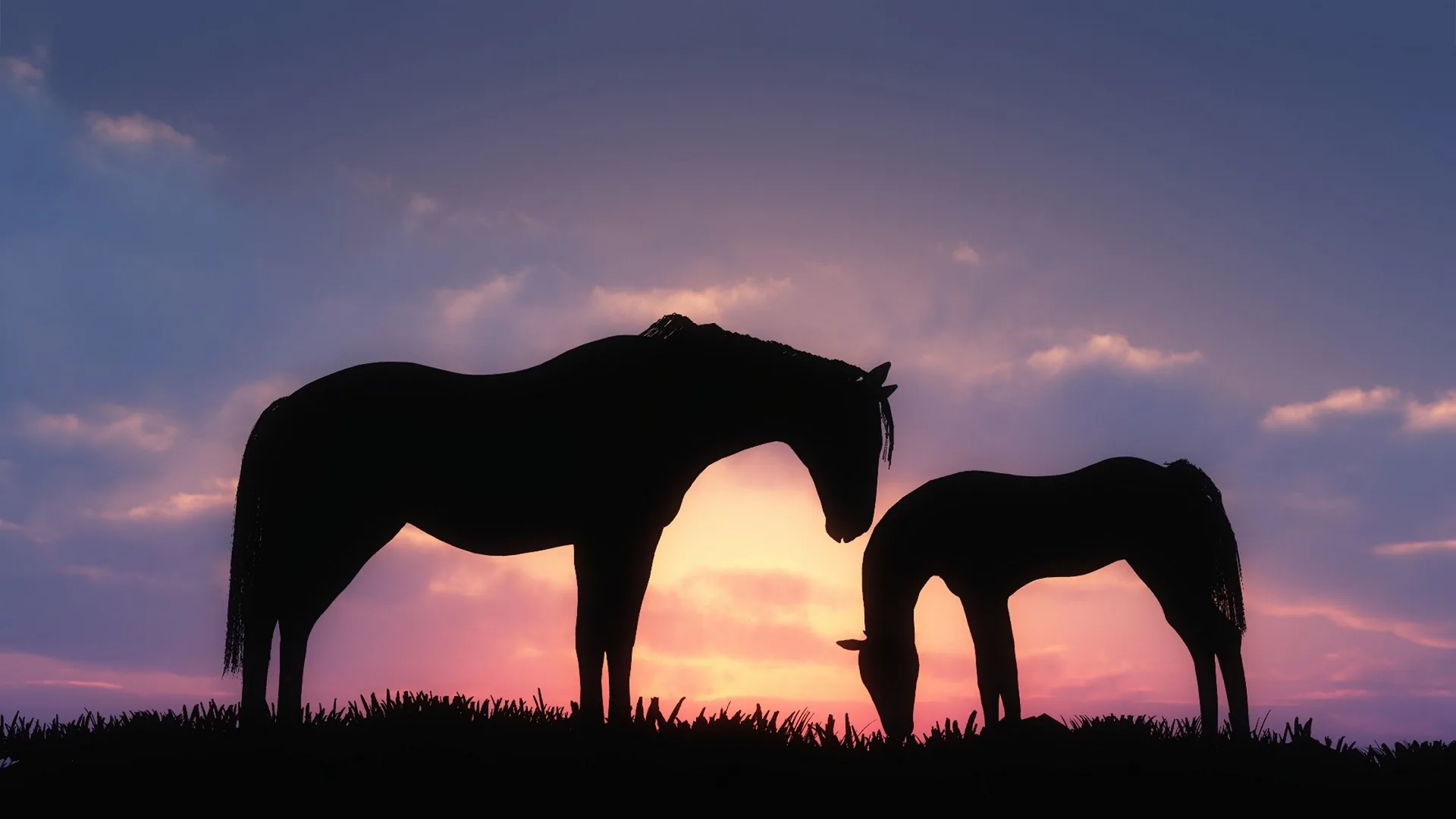 Cavalli silhouette al tramonto, 2560x1440 2K QHD, PC
